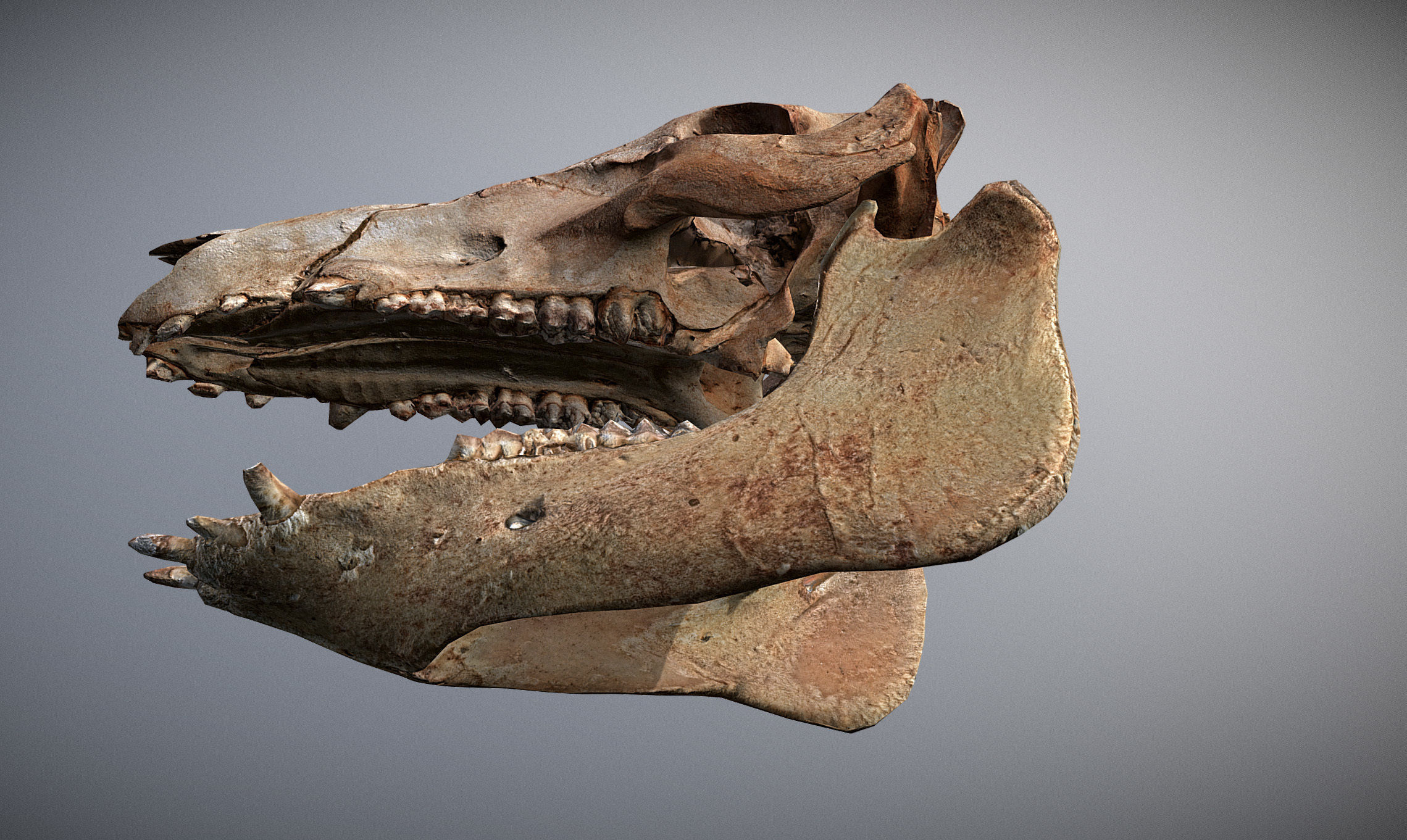 Photorealistic Wild Boar skull and a lower jaw Low-poly 3D model_9