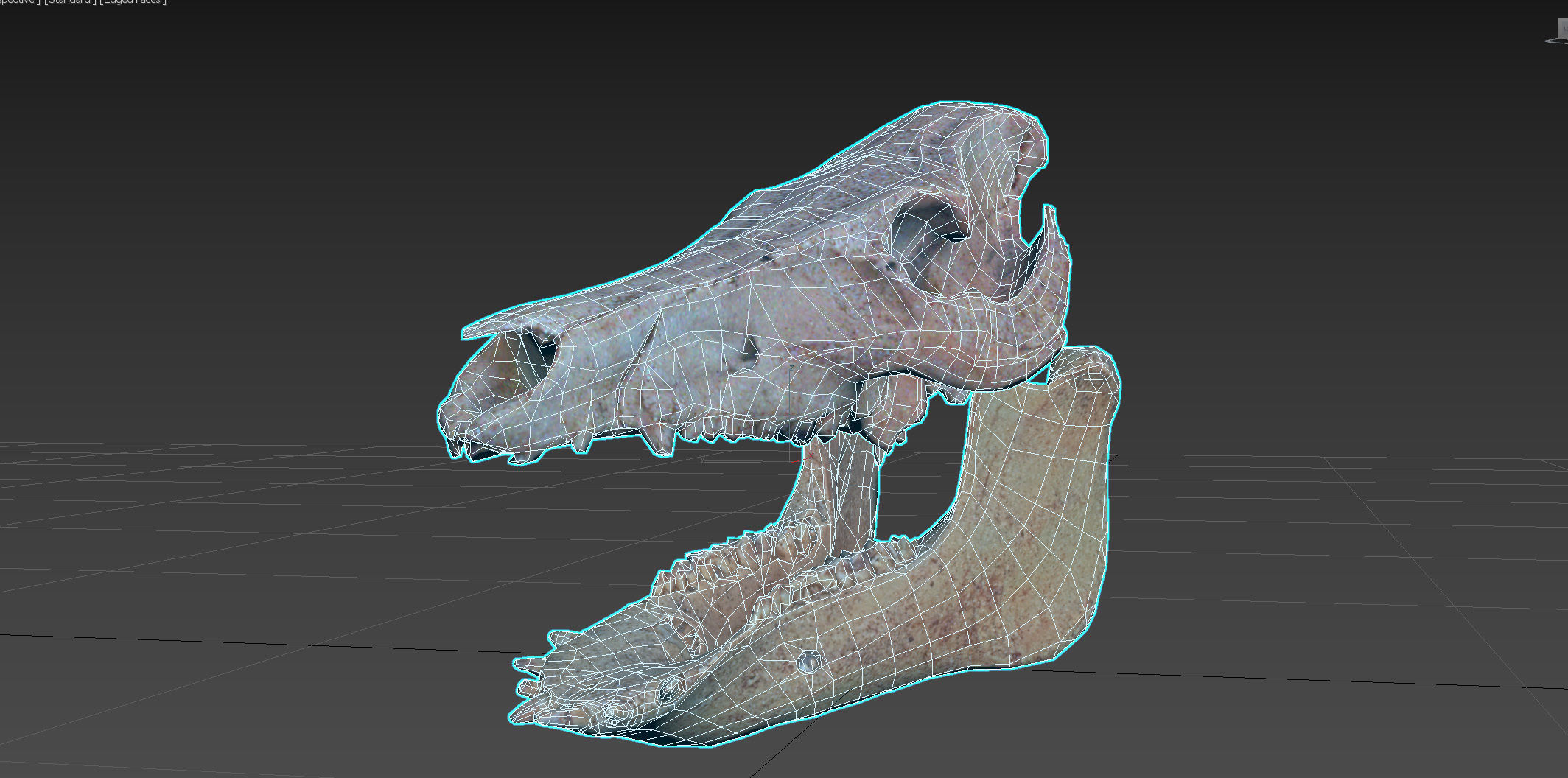 Photorealistic Wild Boar skull and a lower jaw Low-poly 3D model_105
