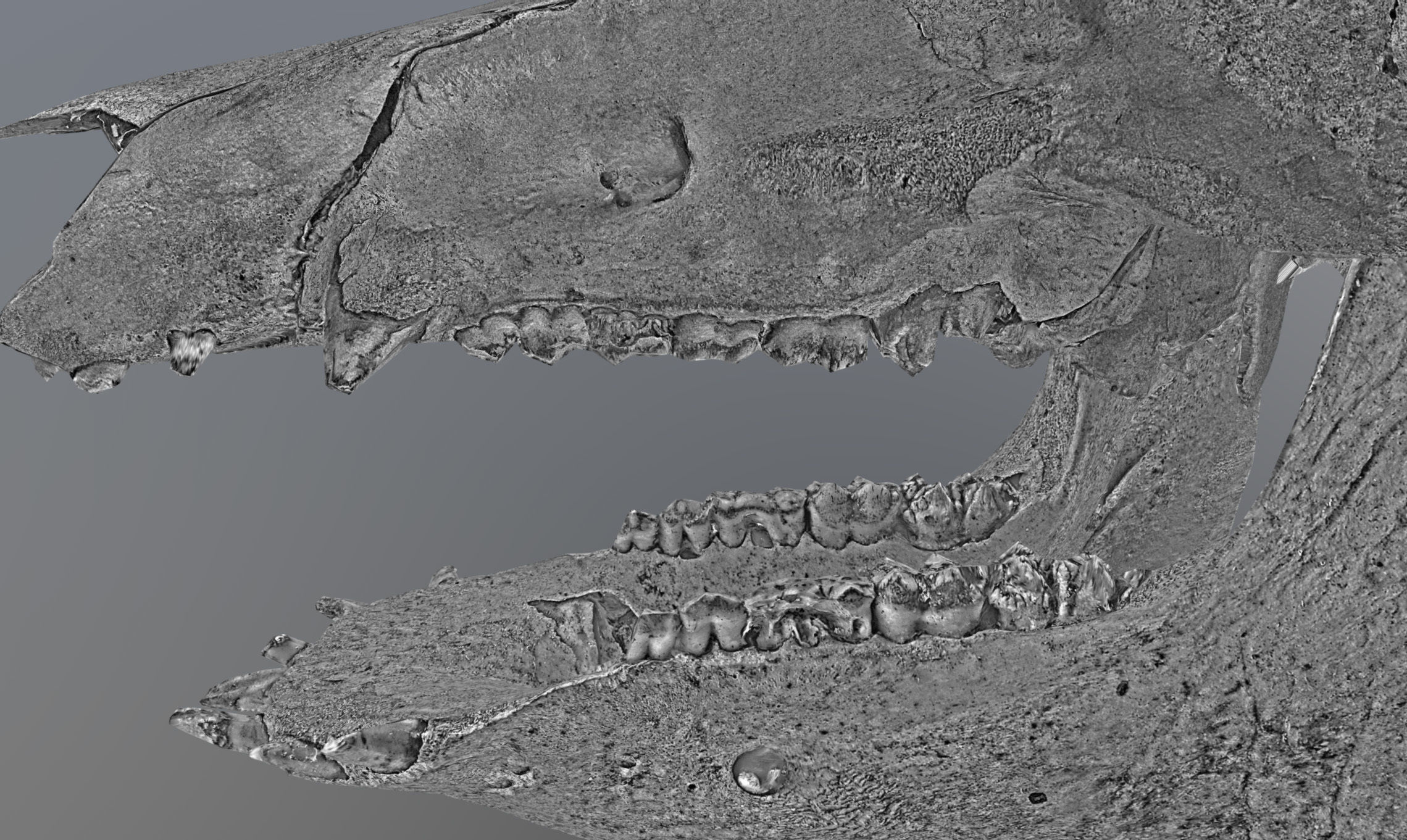 Photorealistic Wild Boar skull and a lower jaw Low-poly 3D model_56