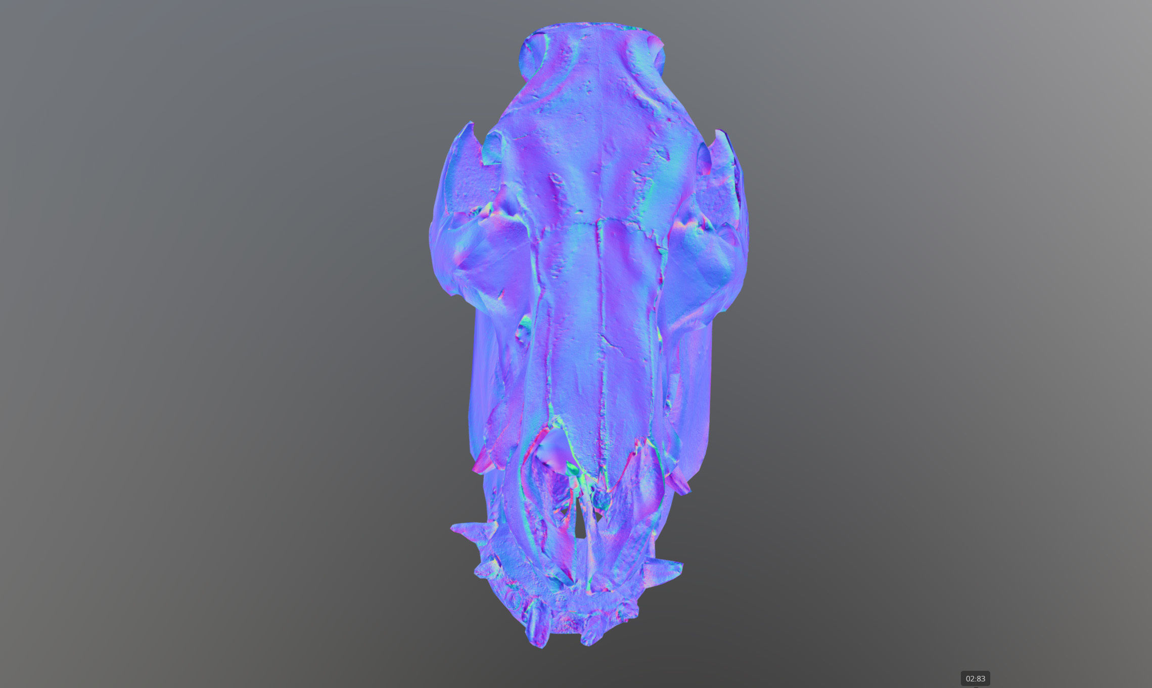 Photorealistic Wild Boar skull and a lower jaw Low-poly 3D model_68