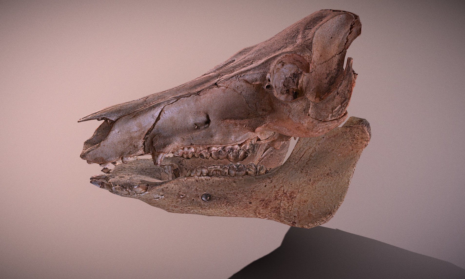 Photorealistic Wild Boar skull and a lower jaw Low-poly 3D model_42