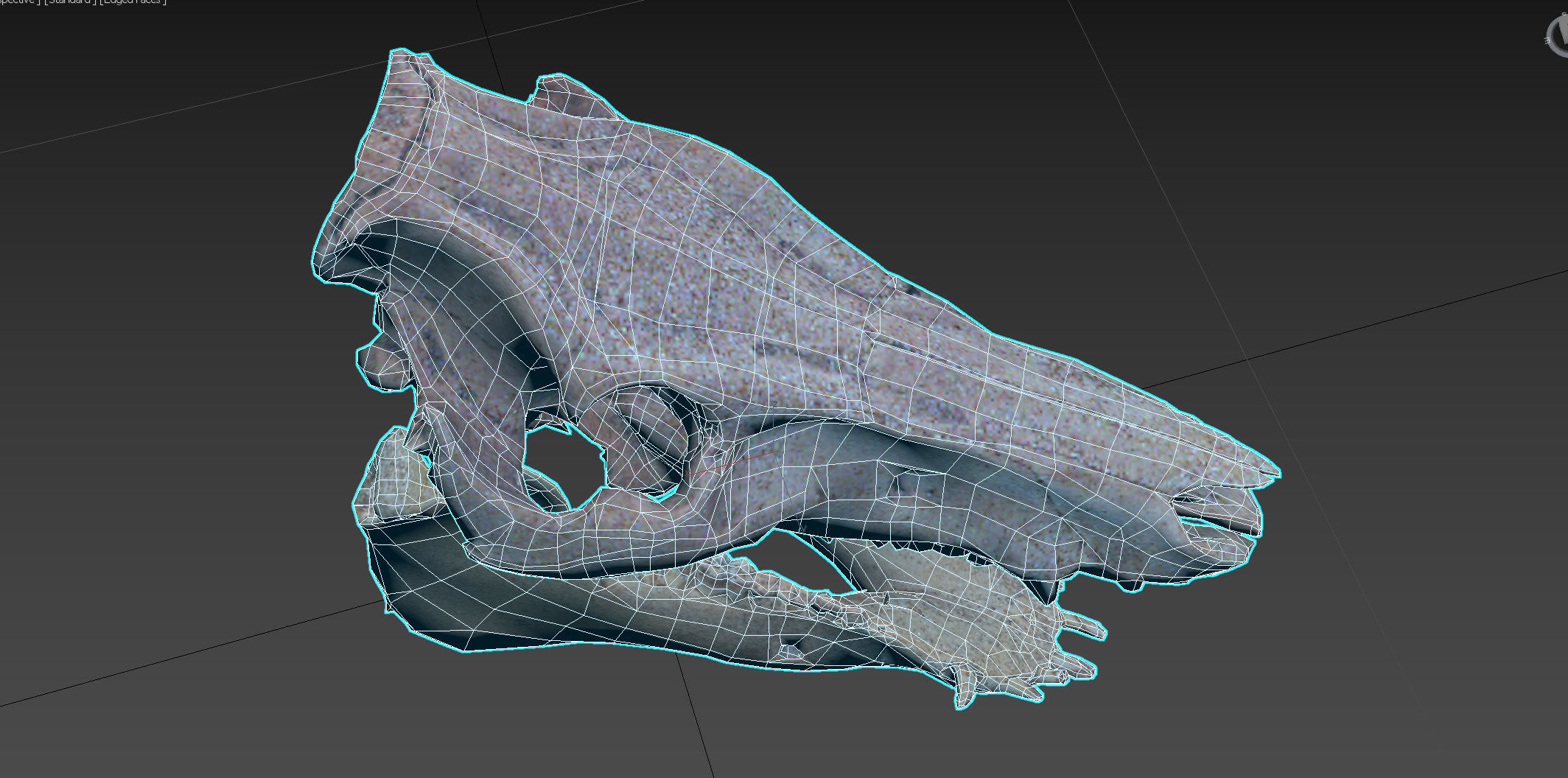 Photorealistic Wild Boar skull and a lower jaw Low-poly 3D model_96