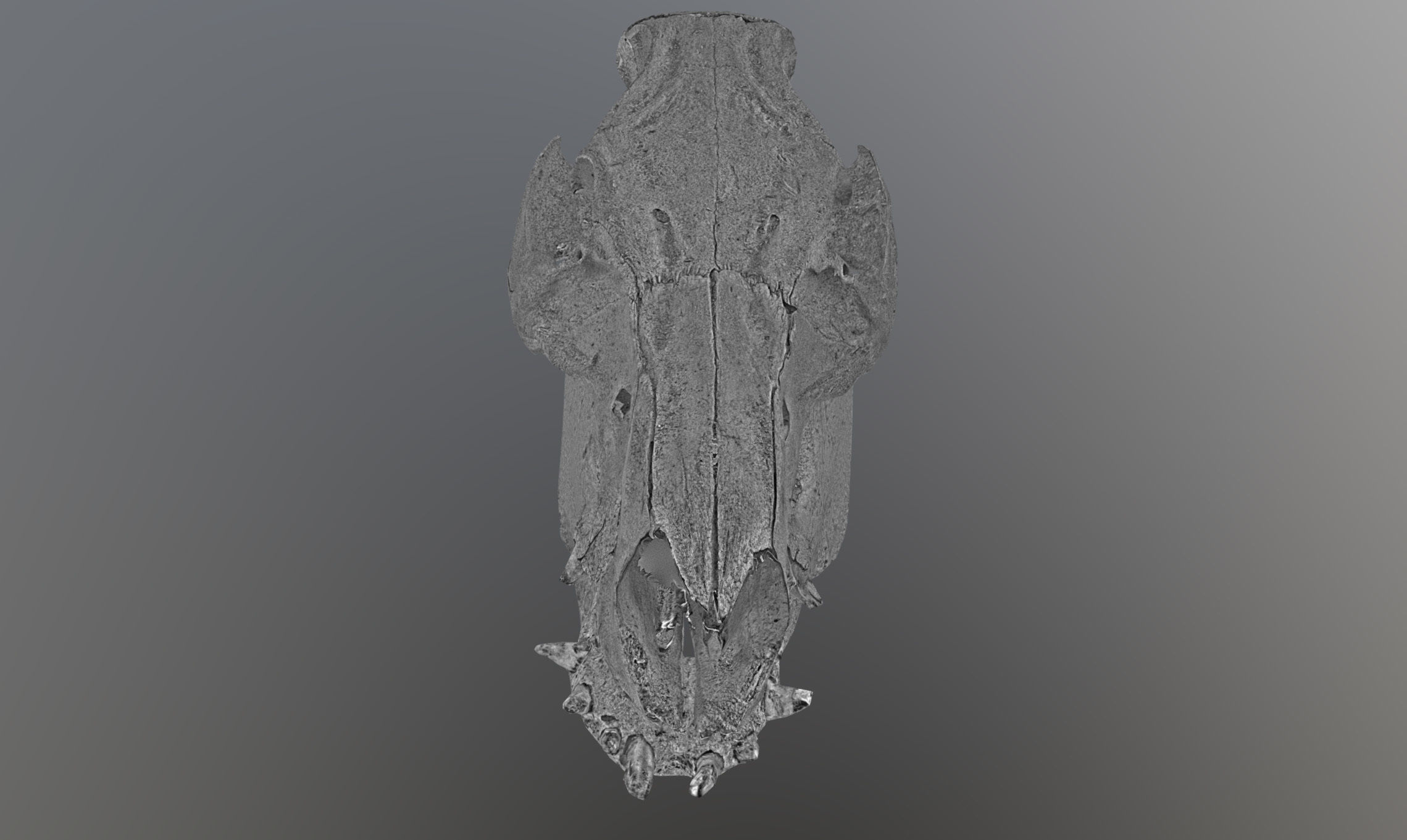 Photorealistic Wild Boar skull and a lower jaw Low-poly 3D model_66