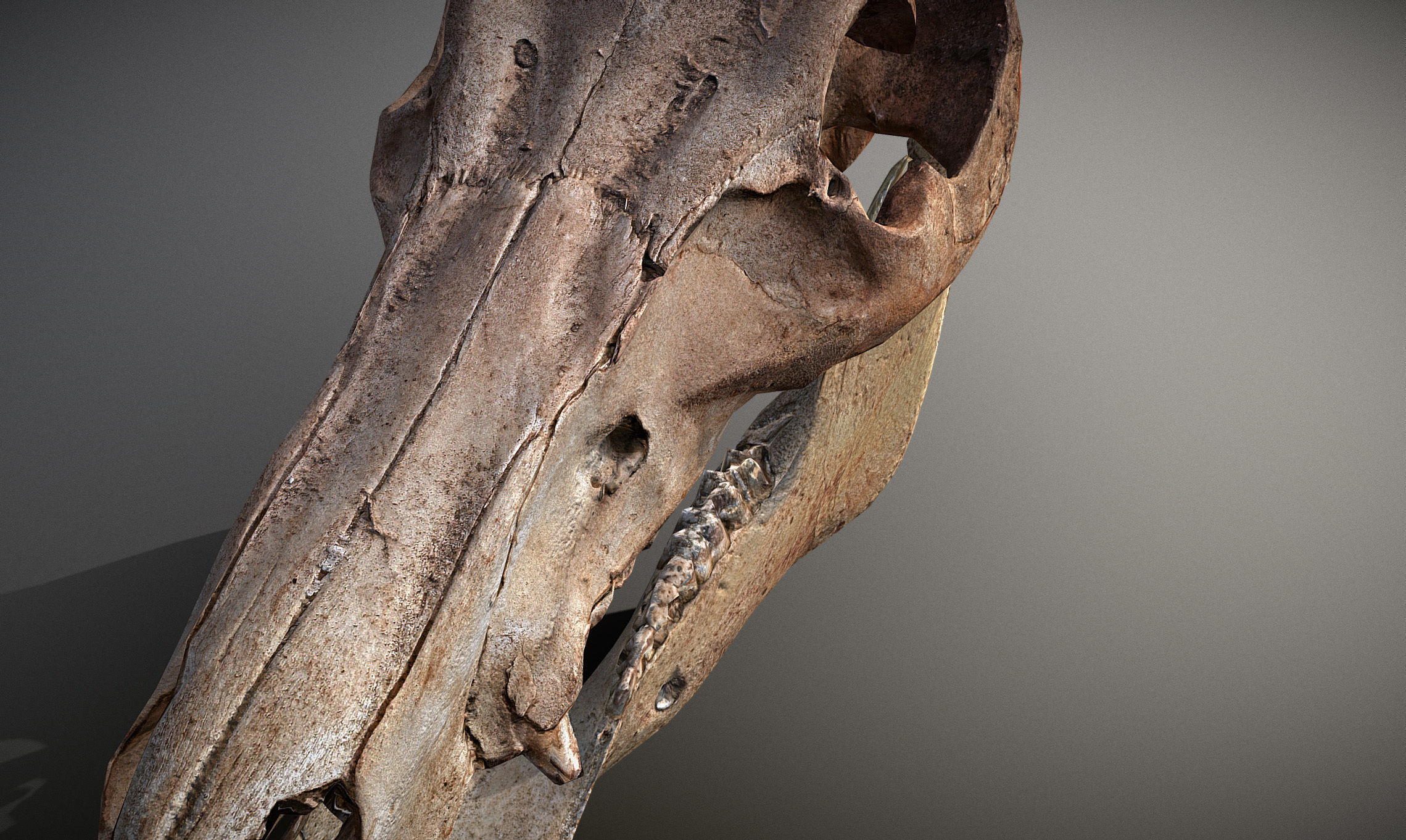 Photorealistic Wild Boar skull and a lower jaw Low-poly 3D model_15