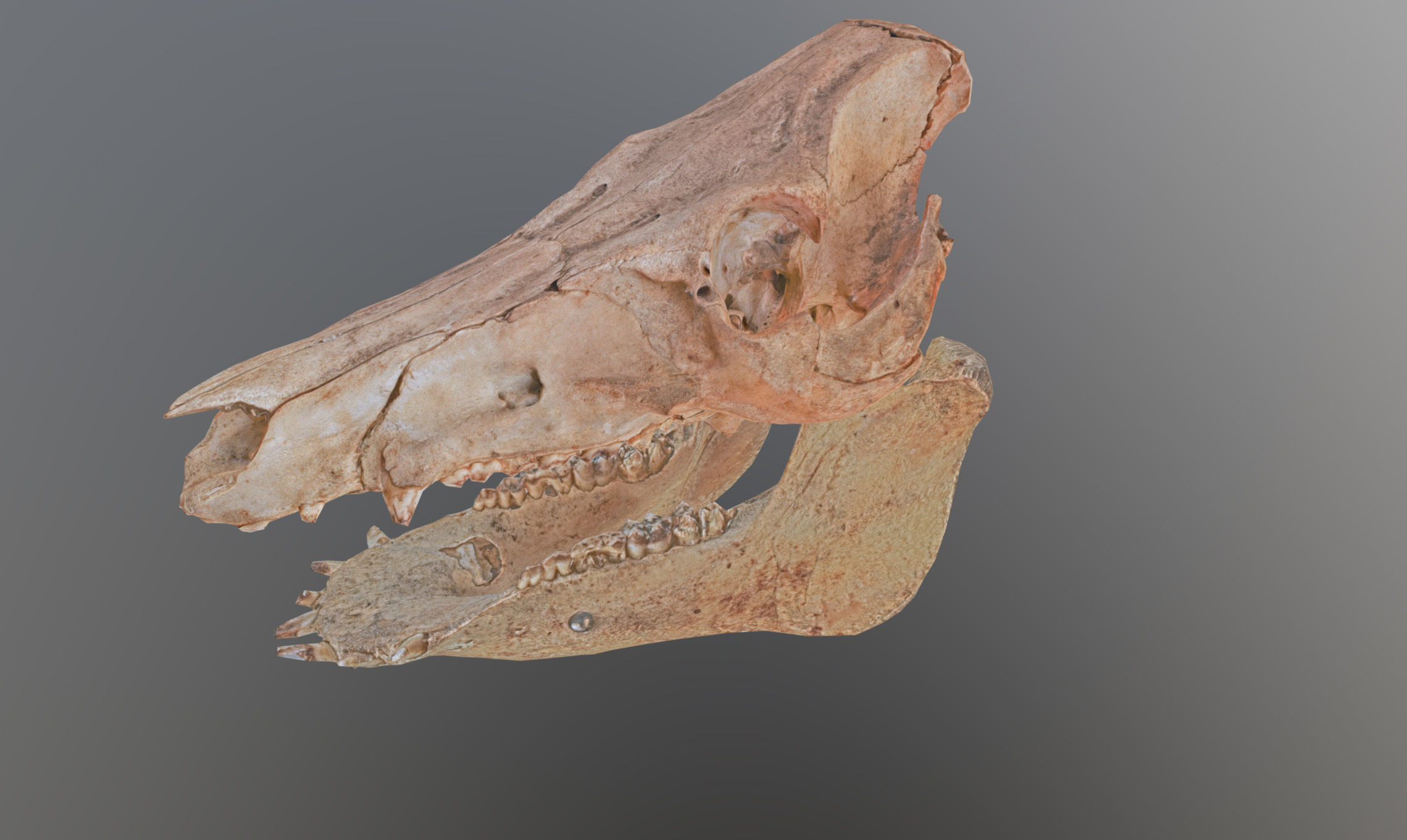 Photorealistic Wild Boar skull and a lower jaw Low-poly 3D model_79