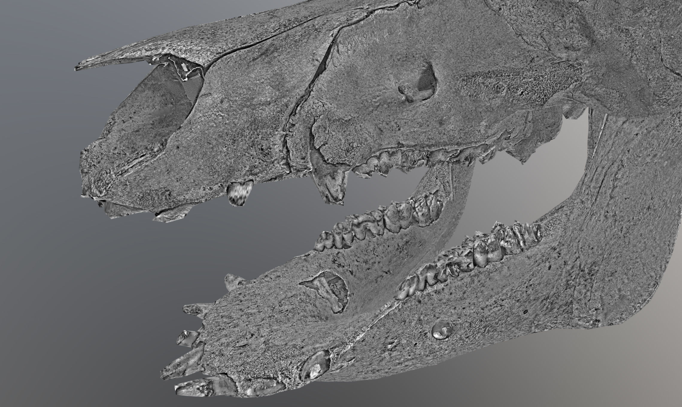 Photorealistic Wild Boar skull and a lower jaw Low-poly 3D model_54