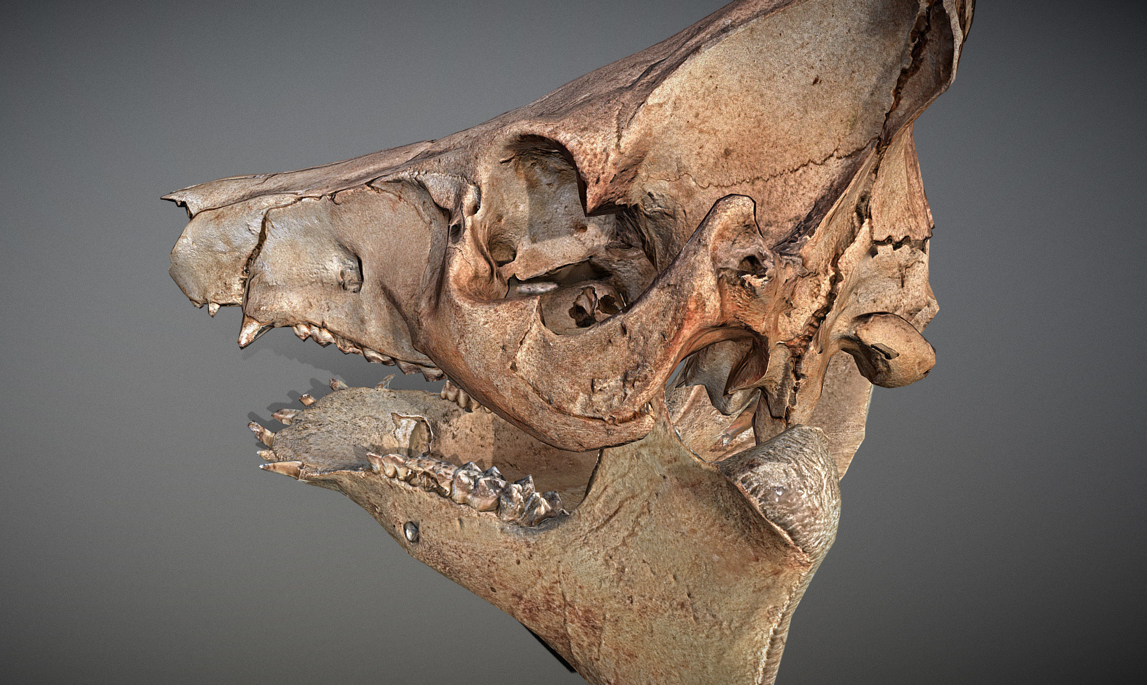 Photorealistic Wild Boar skull and a lower jaw Low-poly 3D model_13