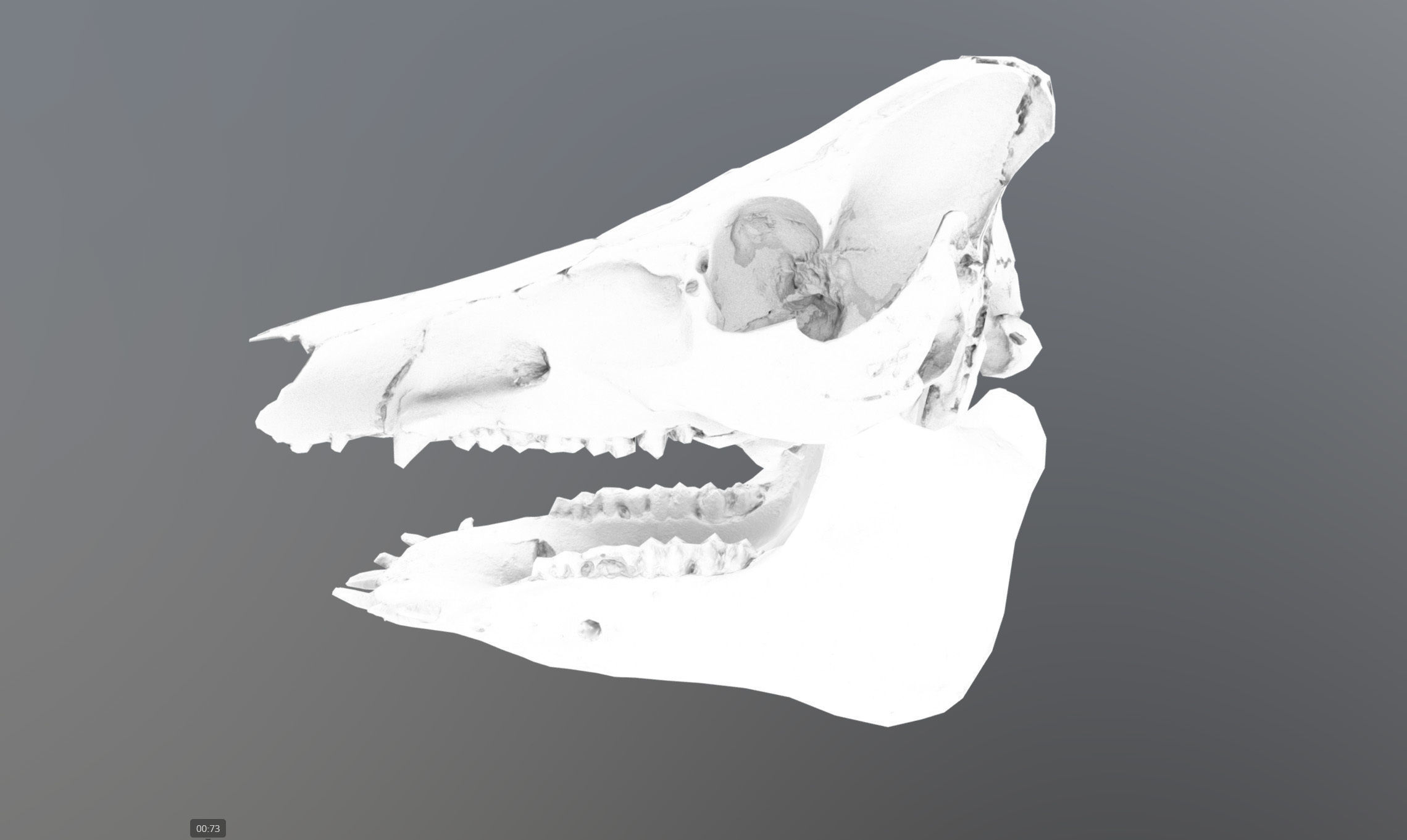 Photorealistic Wild Boar skull and a lower jaw Low-poly 3D model_57