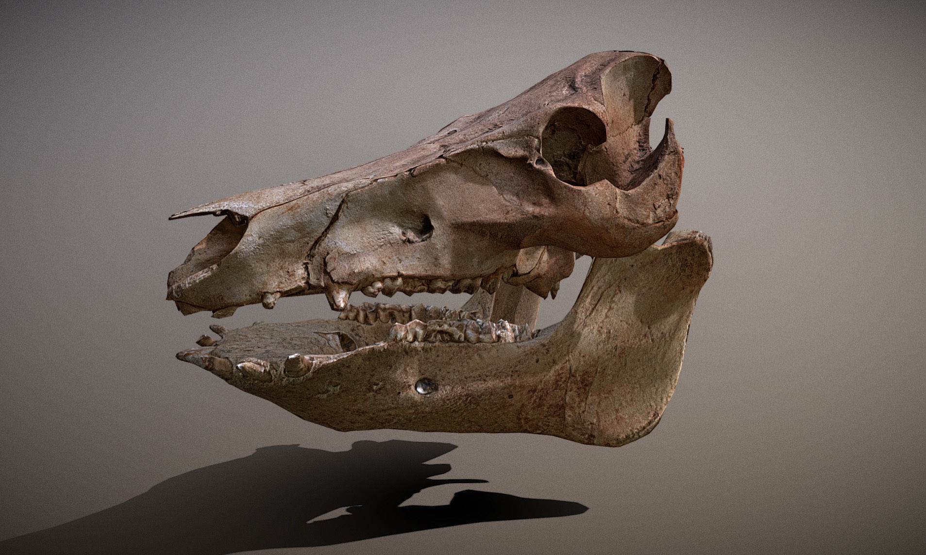 Photorealistic Wild Boar skull and a lower jaw Low-poly 3D model_32