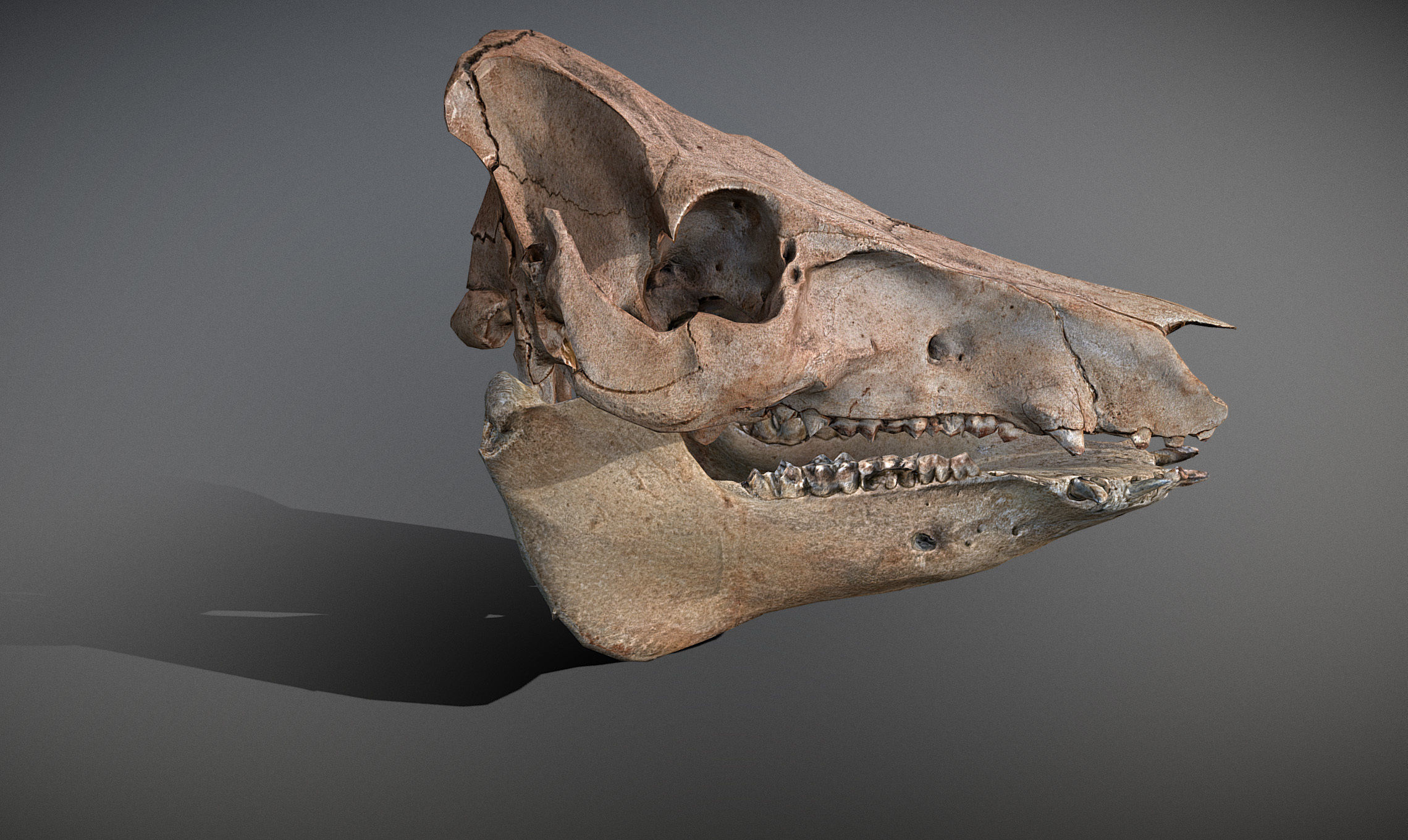 Photorealistic Wild Boar skull and a lower jaw Low-poly 3D model_26