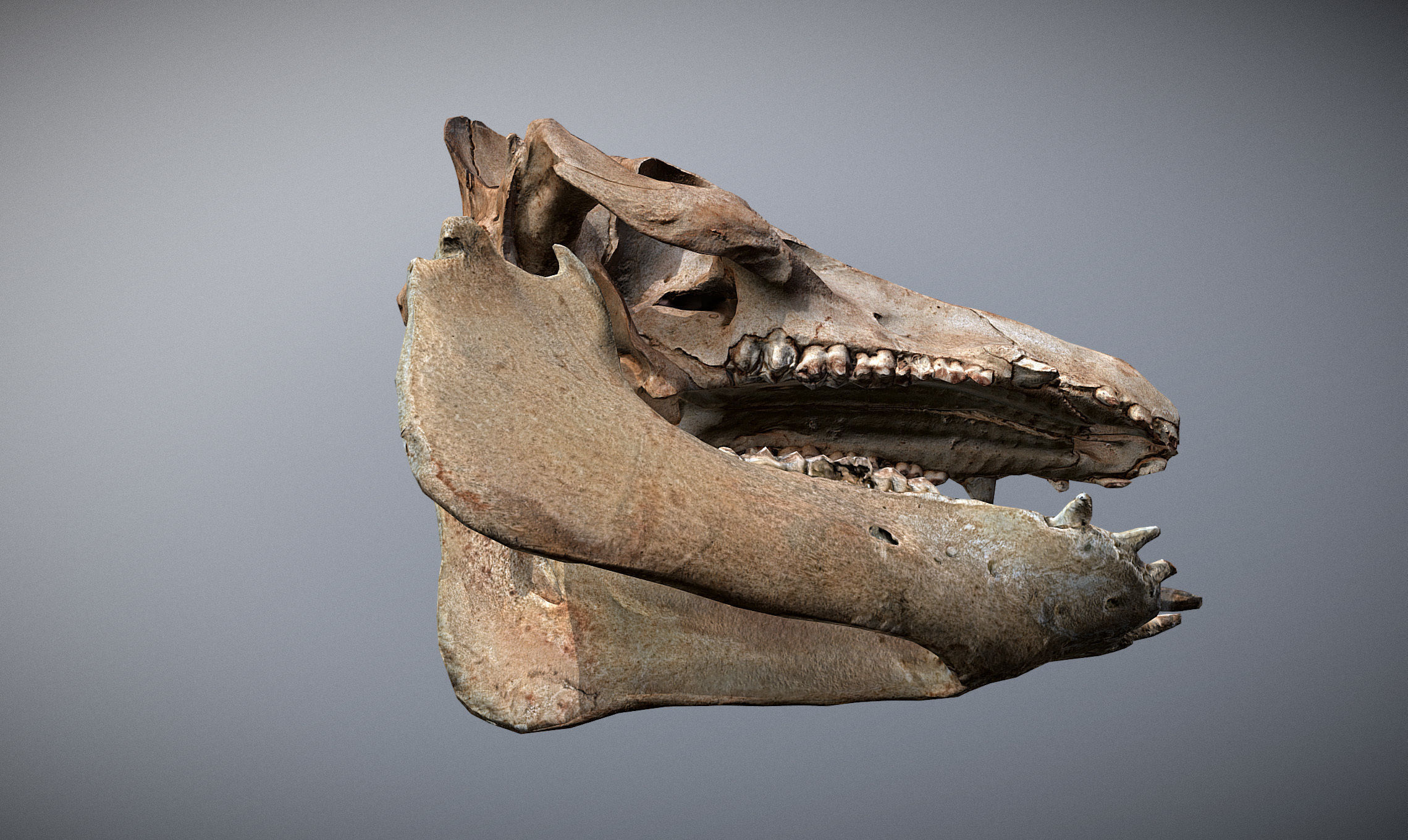 Photorealistic Wild Boar skull and a lower jaw Low-poly 3D model_8
