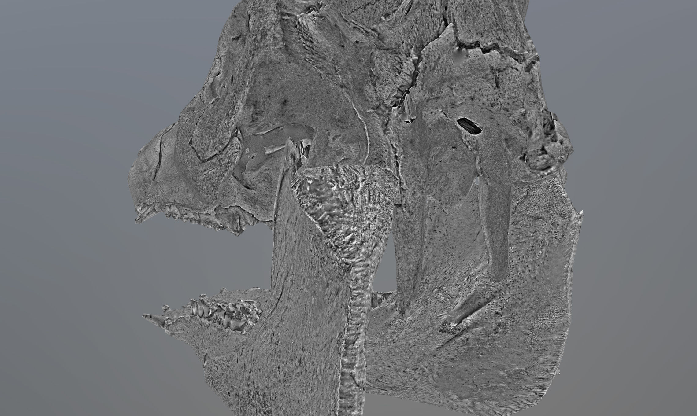 Photorealistic Wild Boar skull and a lower jaw Low-poly 3D model_55