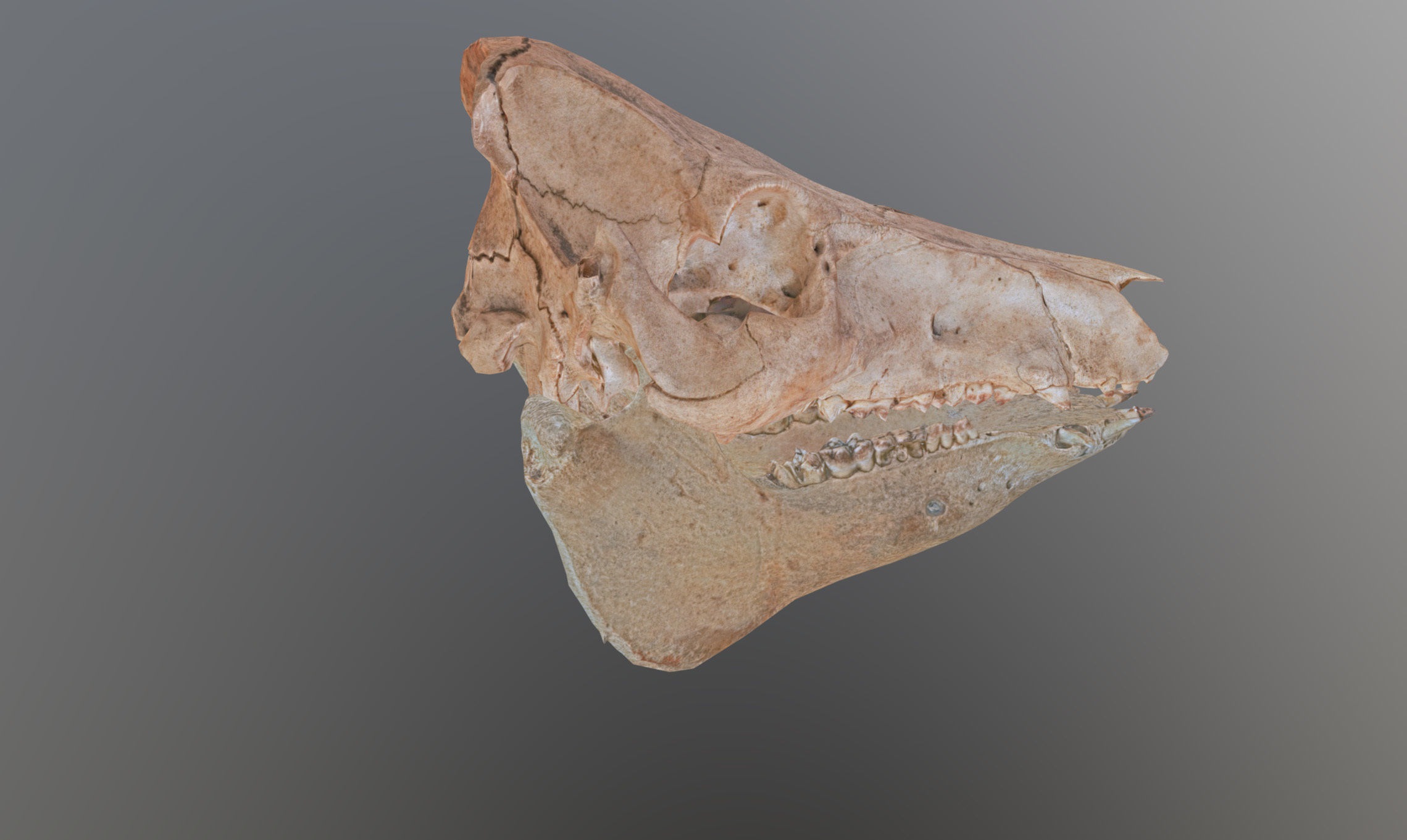 Photorealistic Wild Boar skull and a lower jaw Low-poly 3D model_73