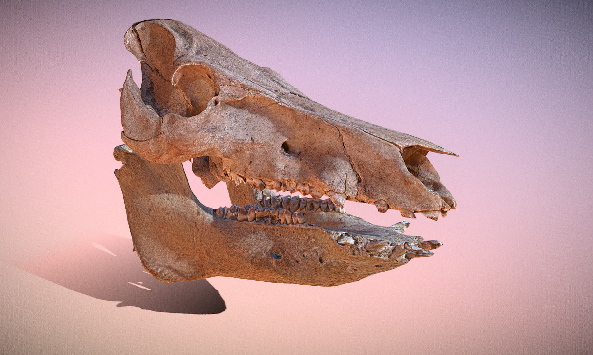 Photorealistic Wild Boar skull and a lower jaw Low-poly 3D model_29
