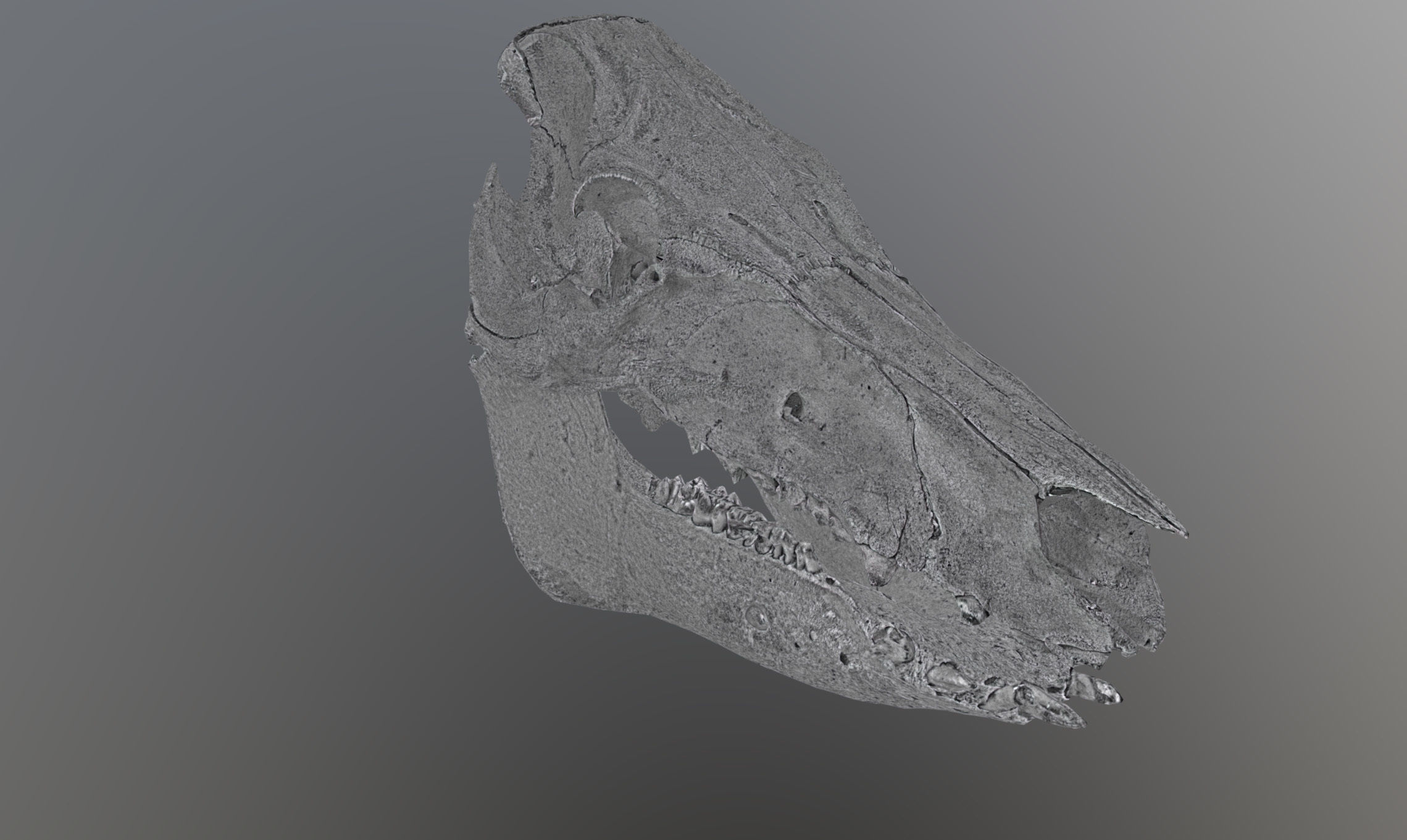 Photorealistic Wild Boar skull and a lower jaw Low-poly 3D model_67