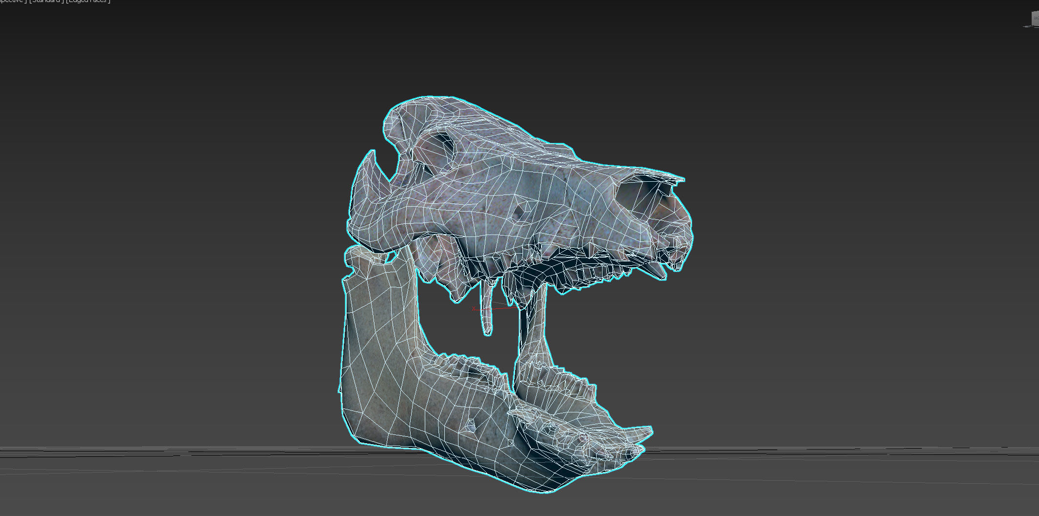 Photorealistic Wild Boar skull and a lower jaw Low-poly 3D model_103