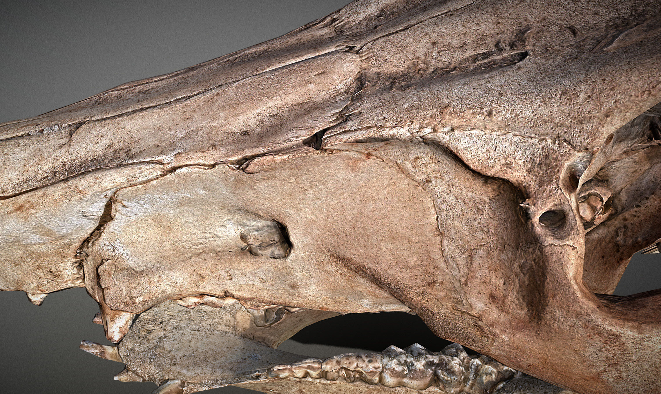 Photorealistic Wild Boar skull and a lower jaw Low-poly 3D model_4