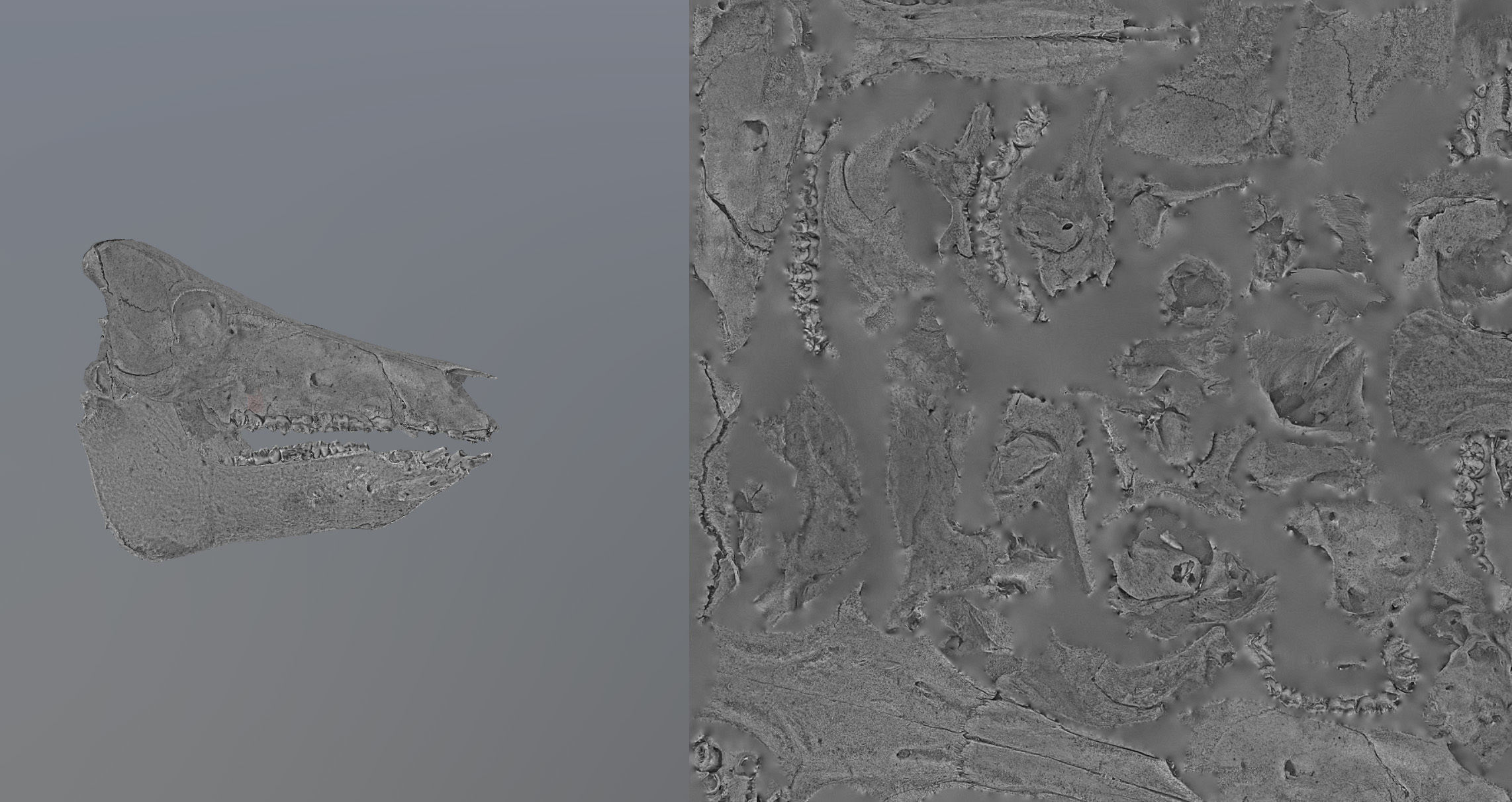 Photorealistic Wild Boar skull and a lower jaw Low-poly 3D model_94