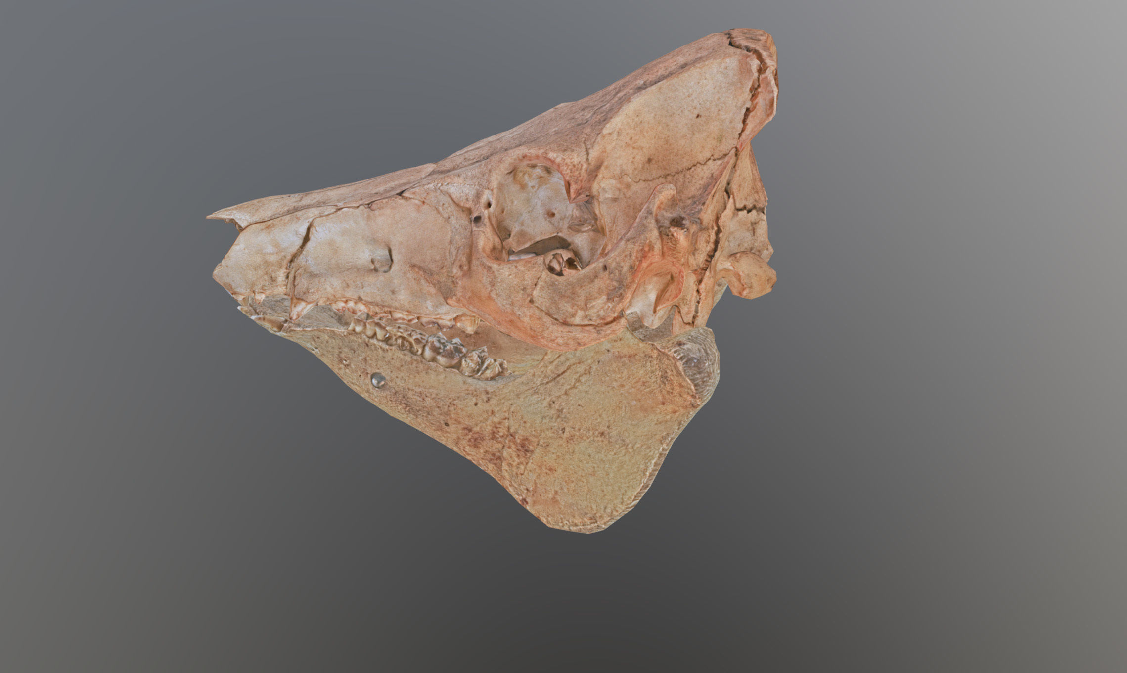Photorealistic Wild Boar skull and a lower jaw Low-poly 3D model_78