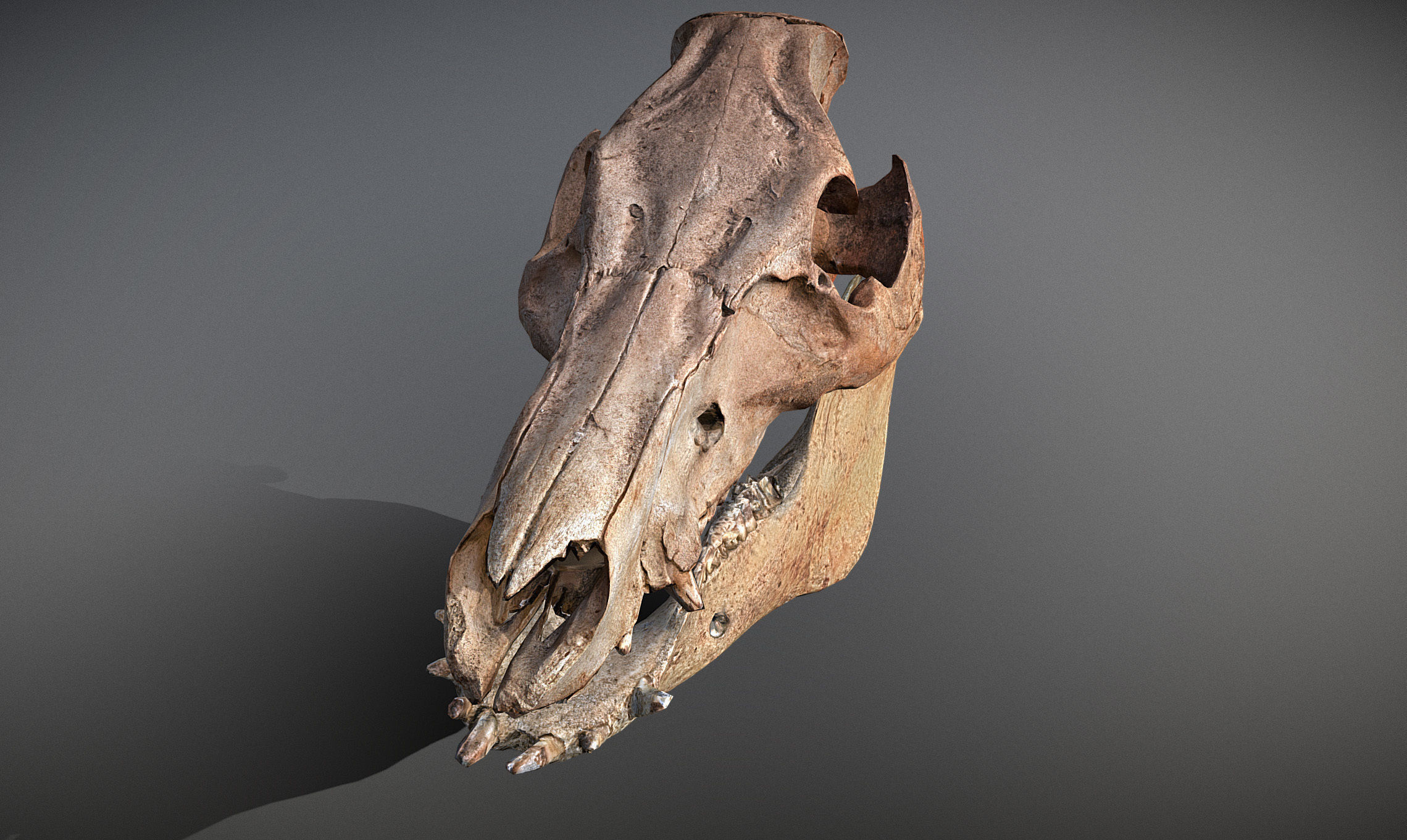 Photorealistic Wild Boar skull and a lower jaw Low-poly 3D model_24