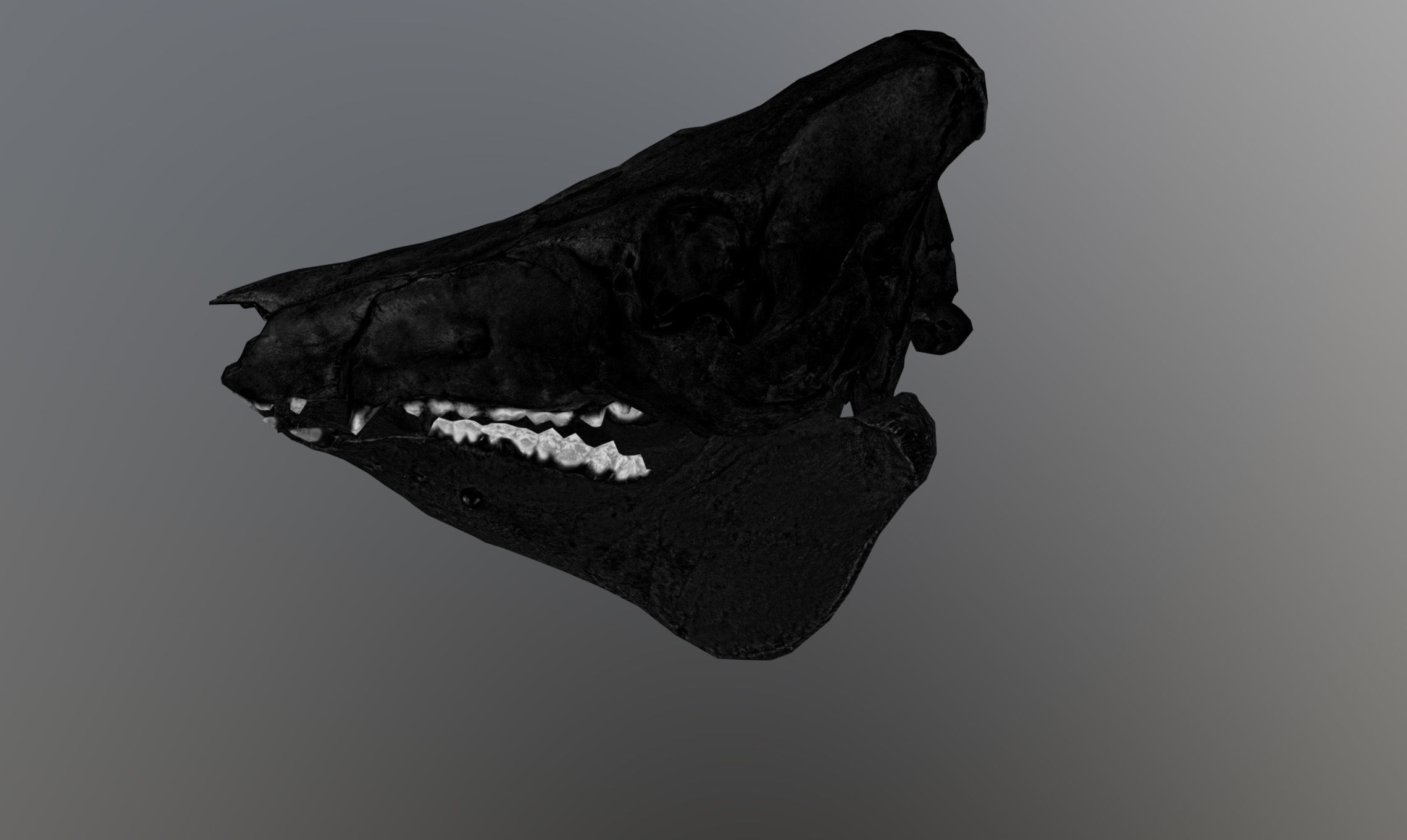 Photorealistic Wild Boar skull and a lower jaw Low-poly 3D model_71