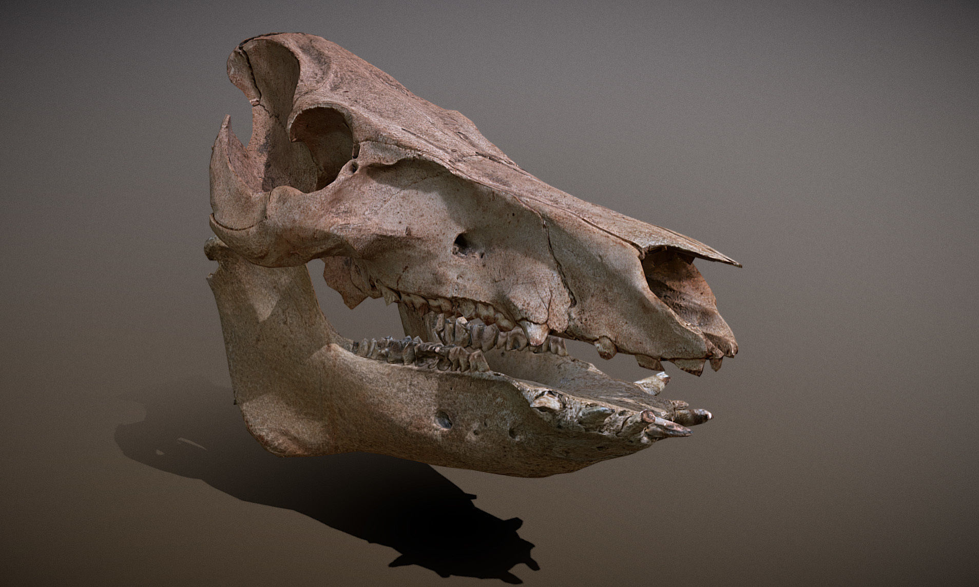 Photorealistic Wild Boar skull and a lower jaw Low-poly 3D model_31
