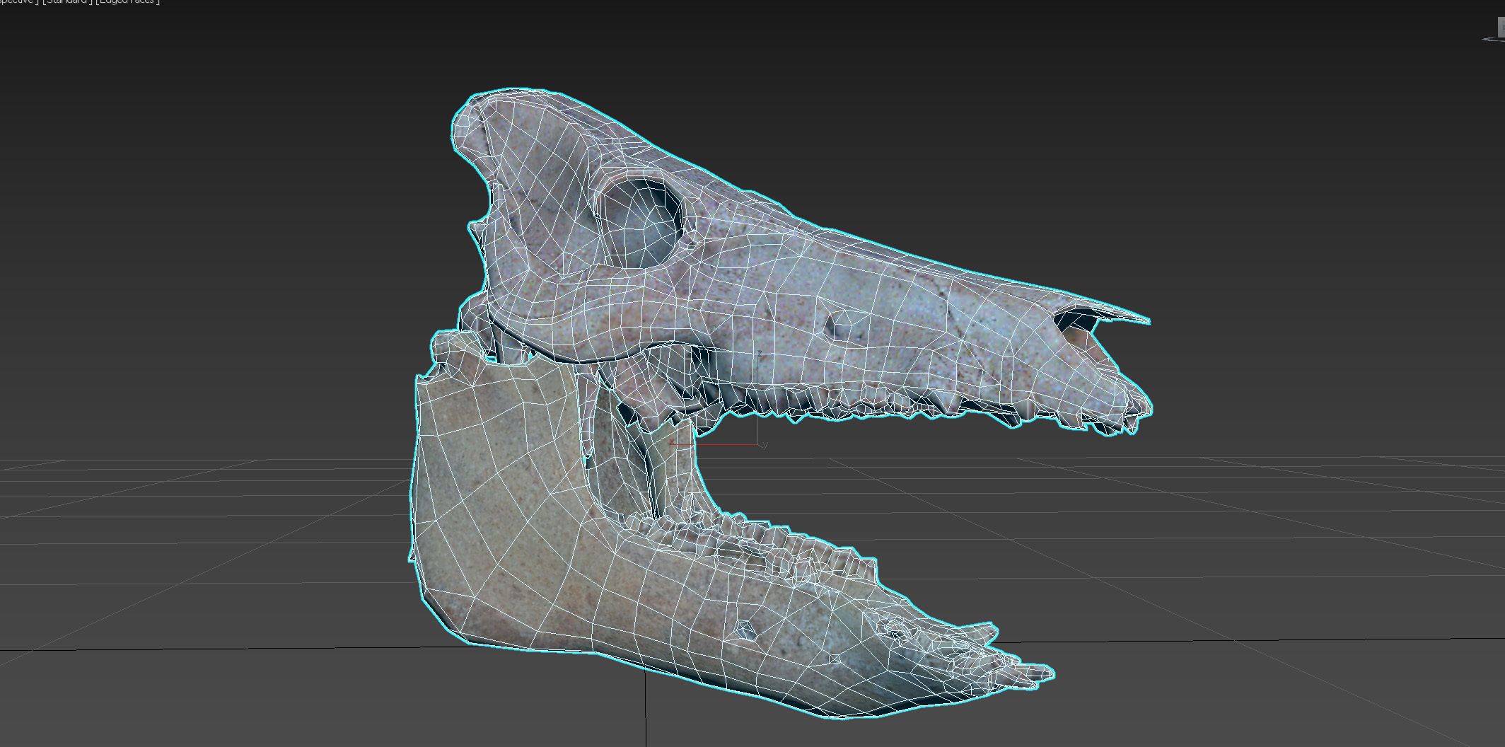 Photorealistic Wild Boar skull and a lower jaw Low-poly 3D model_101