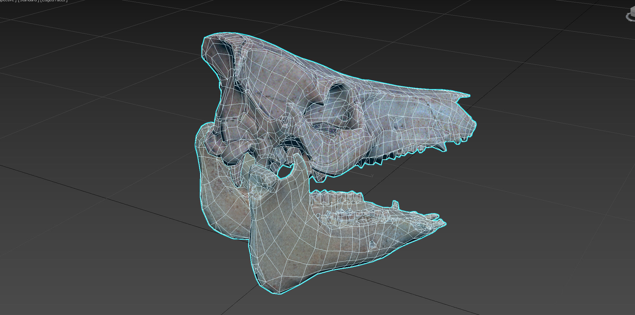 Photorealistic Wild Boar skull and a lower jaw Low-poly 3D model_98