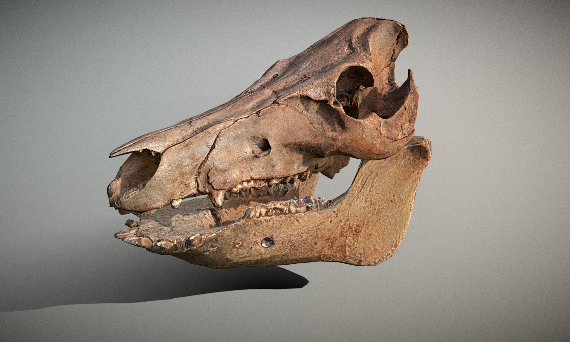 Photorealistic Wild Boar skull and a lower jaw Low-poly 3D model_43
