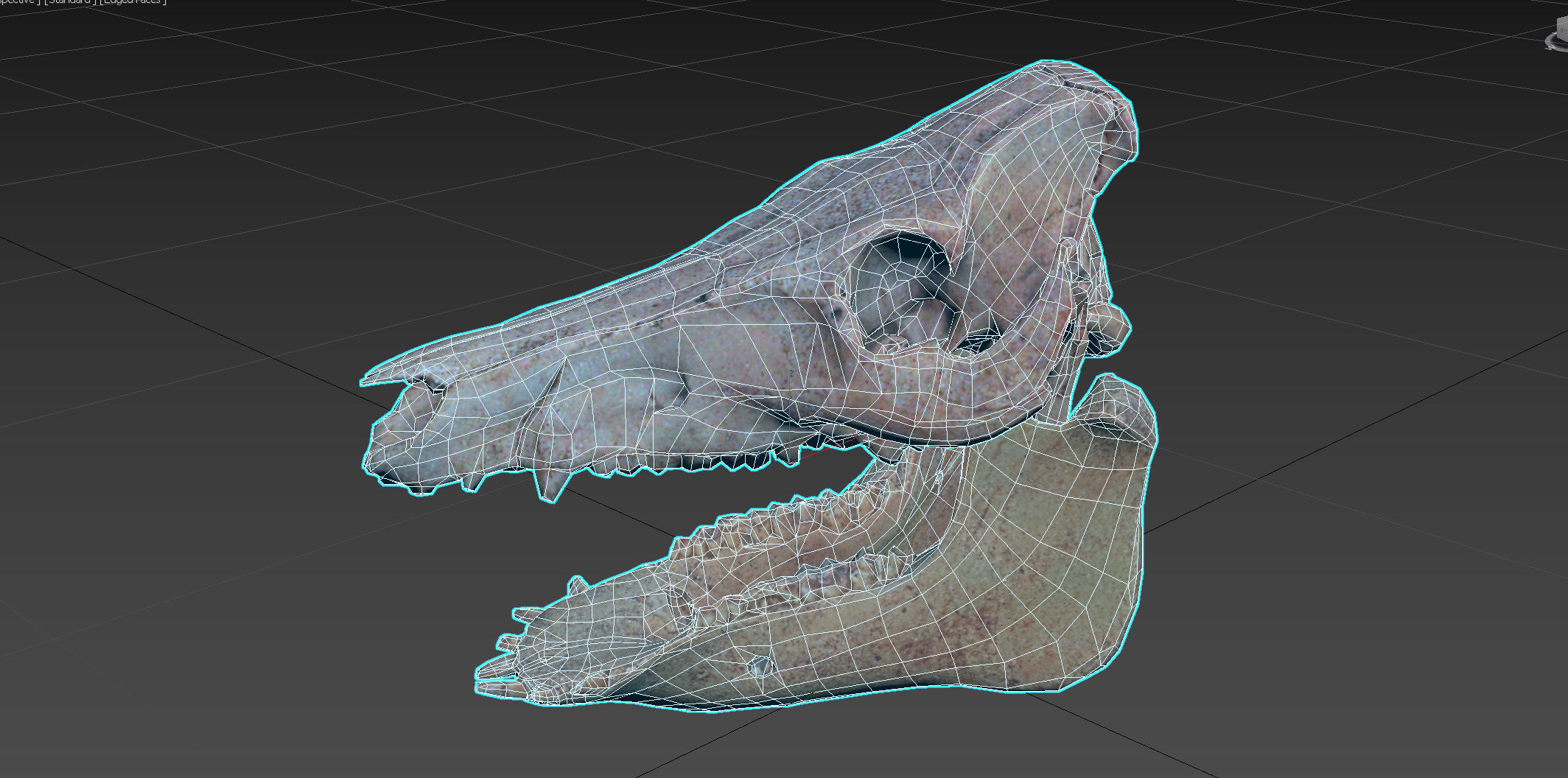 Photorealistic Wild Boar skull and a lower jaw Low-poly 3D model_81