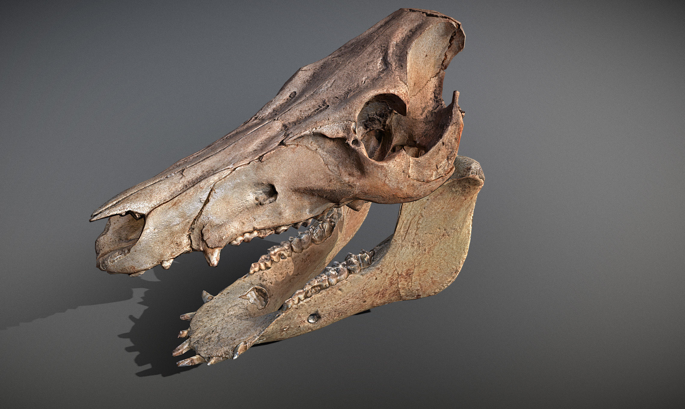 Photorealistic Wild Boar skull and a lower jaw Low-poly 3D model_23