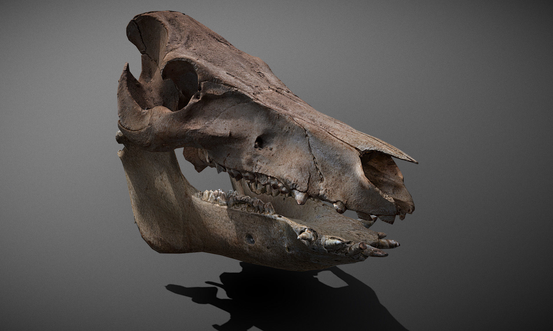 Photorealistic Wild Boar skull and a lower jaw Low-poly 3D model_20