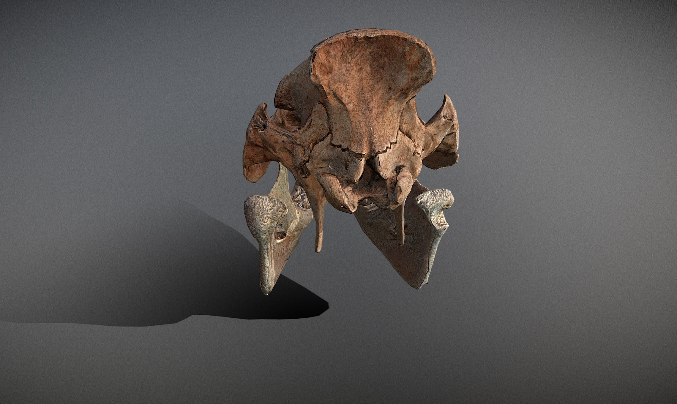 Photorealistic Wild Boar skull and a lower jaw Low-poly 3D model_25