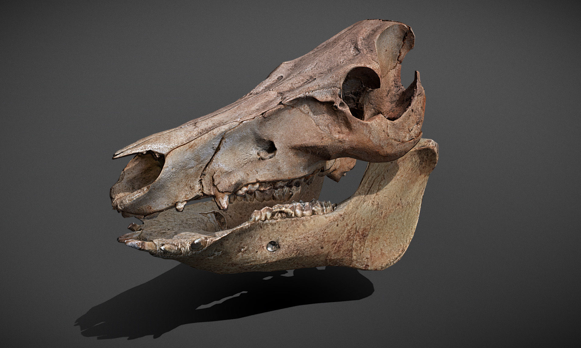 Photorealistic Wild Boar skull and a lower jaw Low-poly 3D model_19