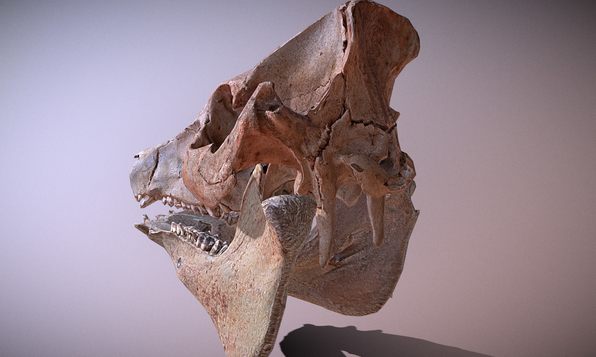 Photorealistic Wild Boar skull and a lower jaw Low-poly 3D model_46