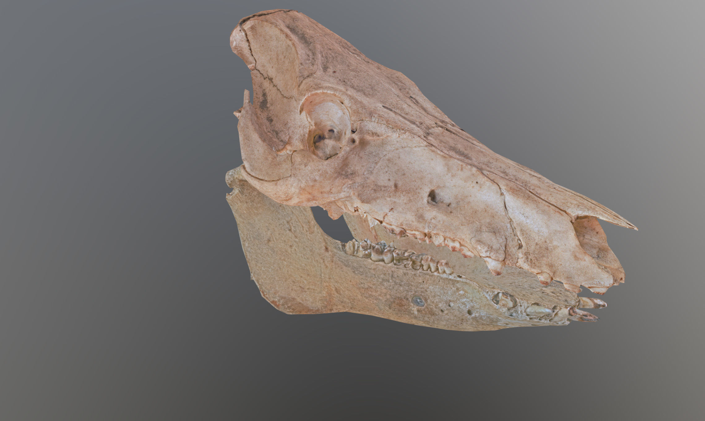 Photorealistic Wild Boar skull and a lower jaw Low-poly 3D model_75