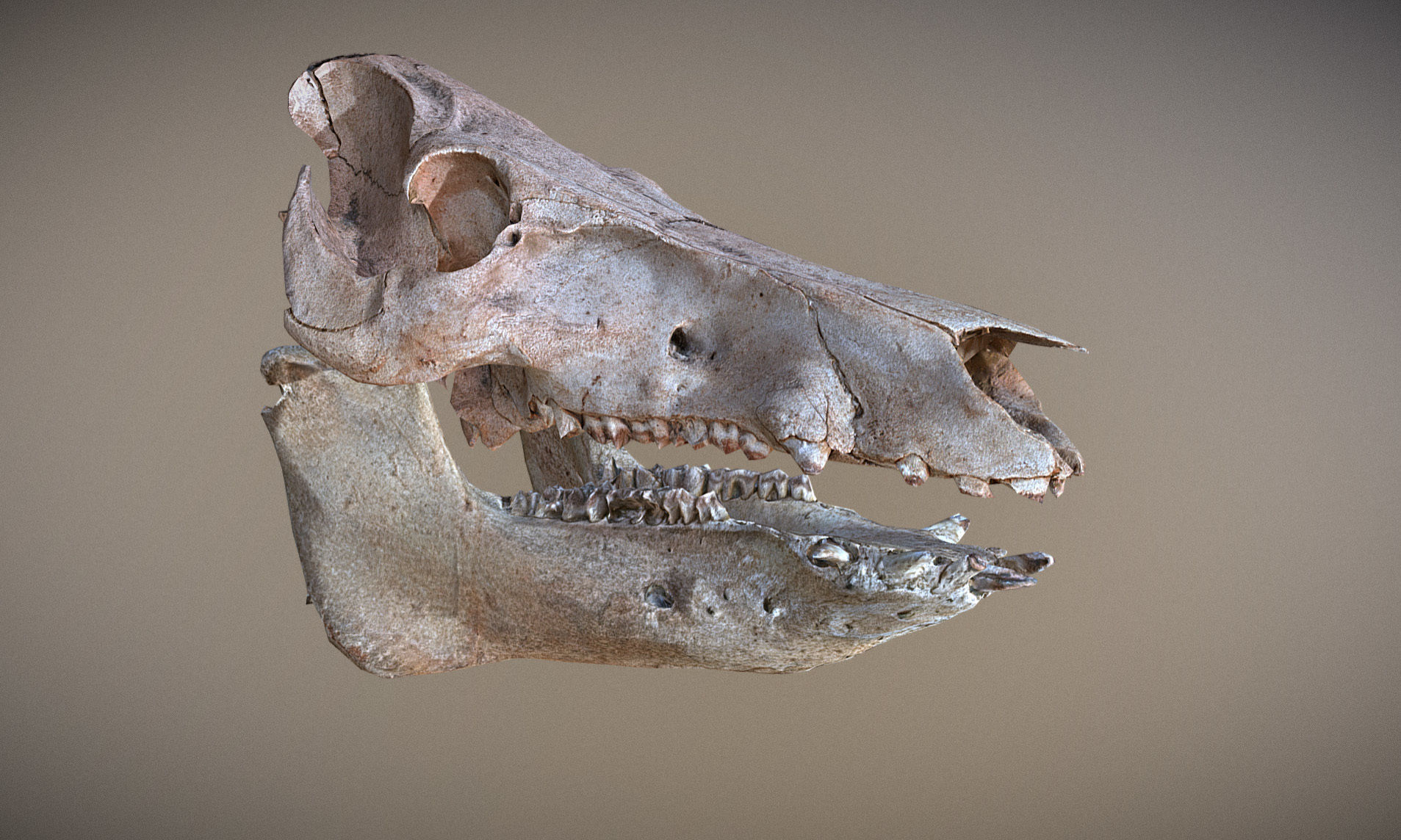 Photorealistic Wild Boar skull and a lower jaw Low-poly 3D model_37