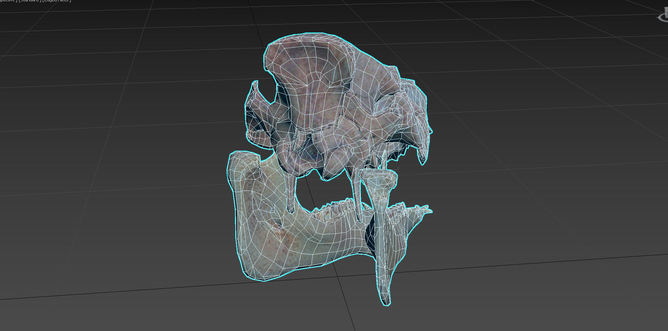 Photorealistic Wild Boar skull and a lower jaw Low-poly 3D model_92