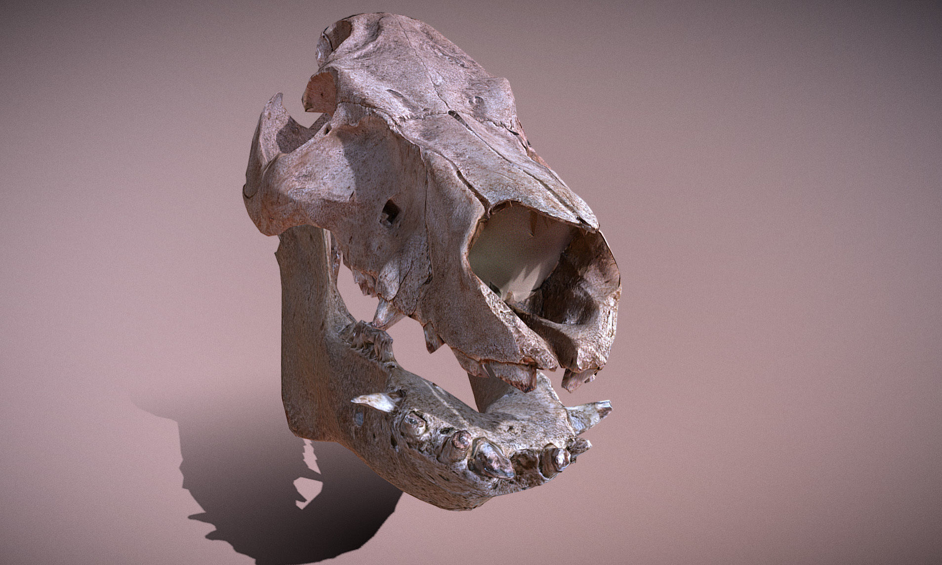 Photorealistic Wild Boar skull and a lower jaw Low-poly 3D model_48