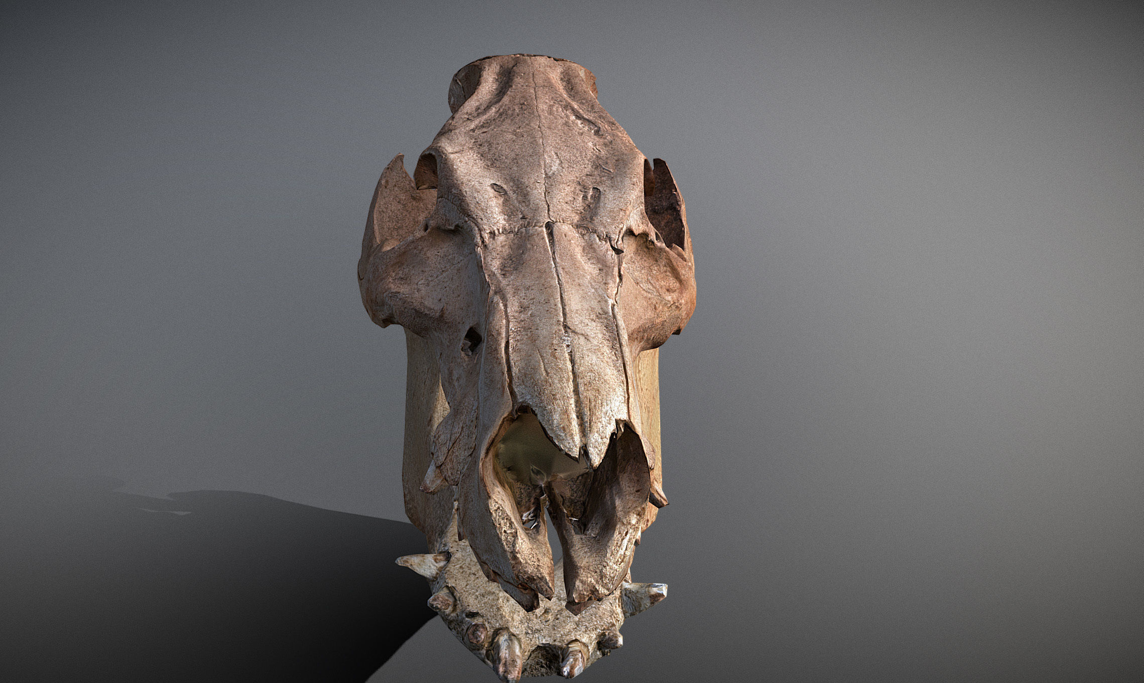 Photorealistic Wild Boar skull and a lower jaw Low-poly 3D model_34
