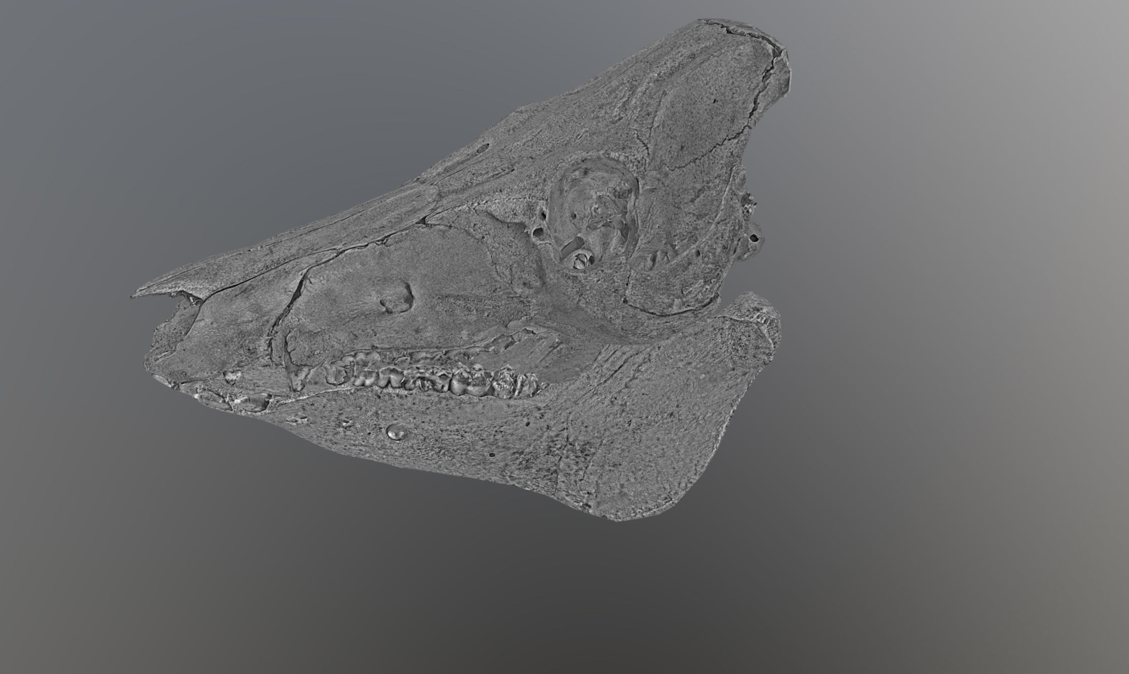 Photorealistic Wild Boar skull and a lower jaw Low-poly 3D model_60