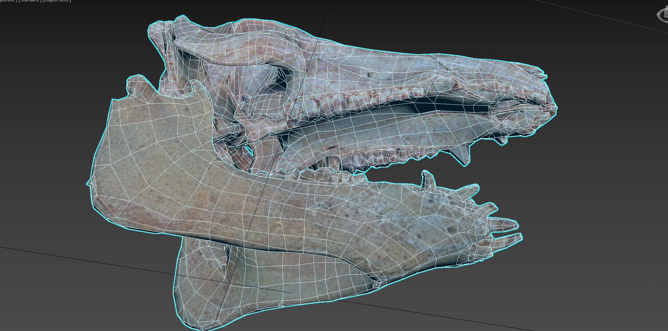 Photorealistic Wild Boar skull and a lower jaw Low-poly 3D model_100