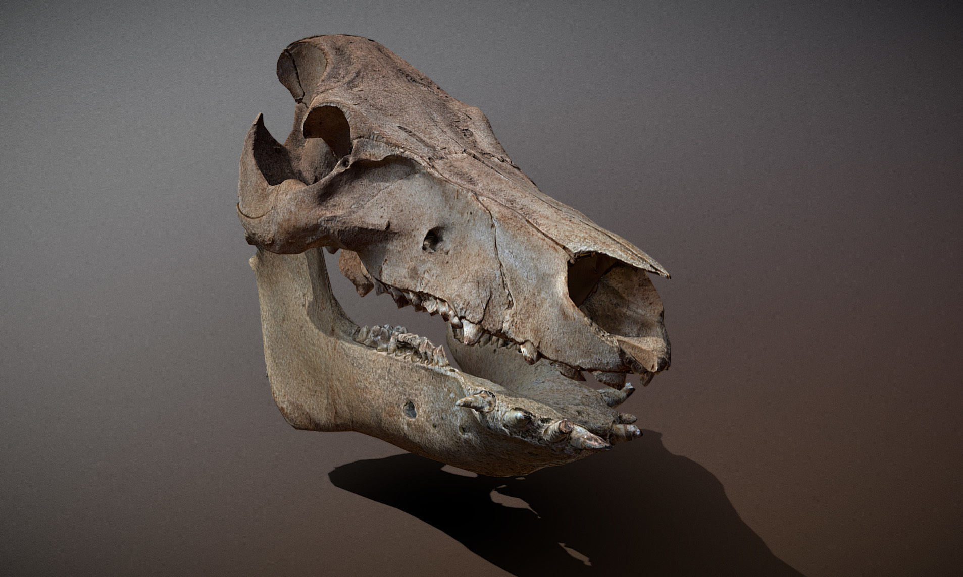 Photorealistic Wild Boar skull and a lower jaw Low-poly 3D model_50