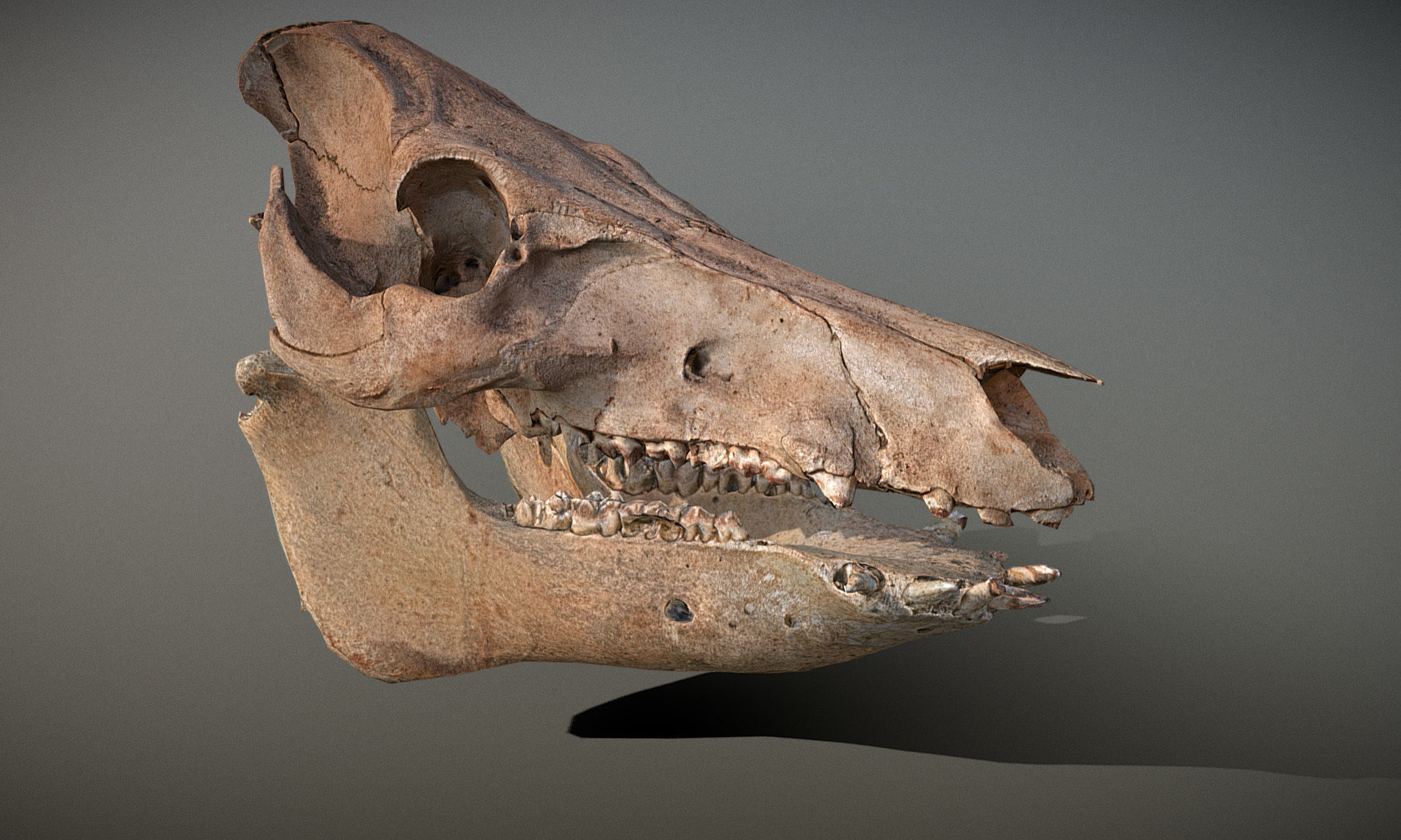 Photorealistic Wild Boar skull and a lower jaw Low-poly 3D model_47