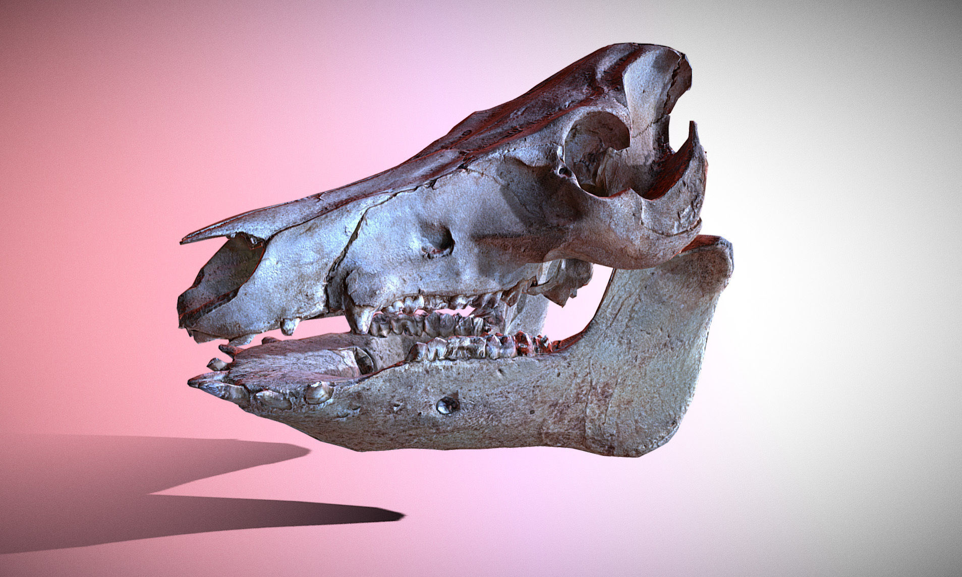 Photorealistic Wild Boar skull and a lower jaw Low-poly 3D model_41
