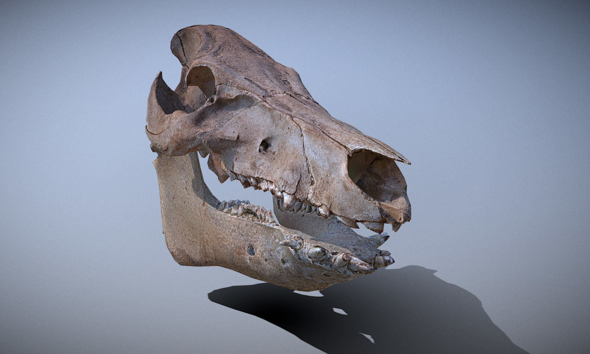 Photorealistic Wild Boar skull and a lower jaw Low-poly 3D model_51
