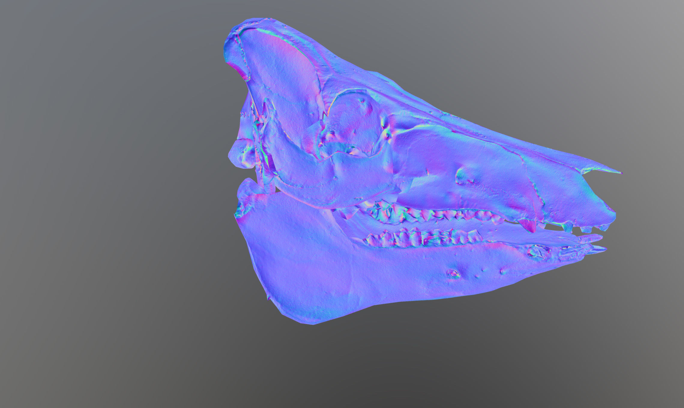 Photorealistic Wild Boar skull and a lower jaw Low-poly 3D model_80
