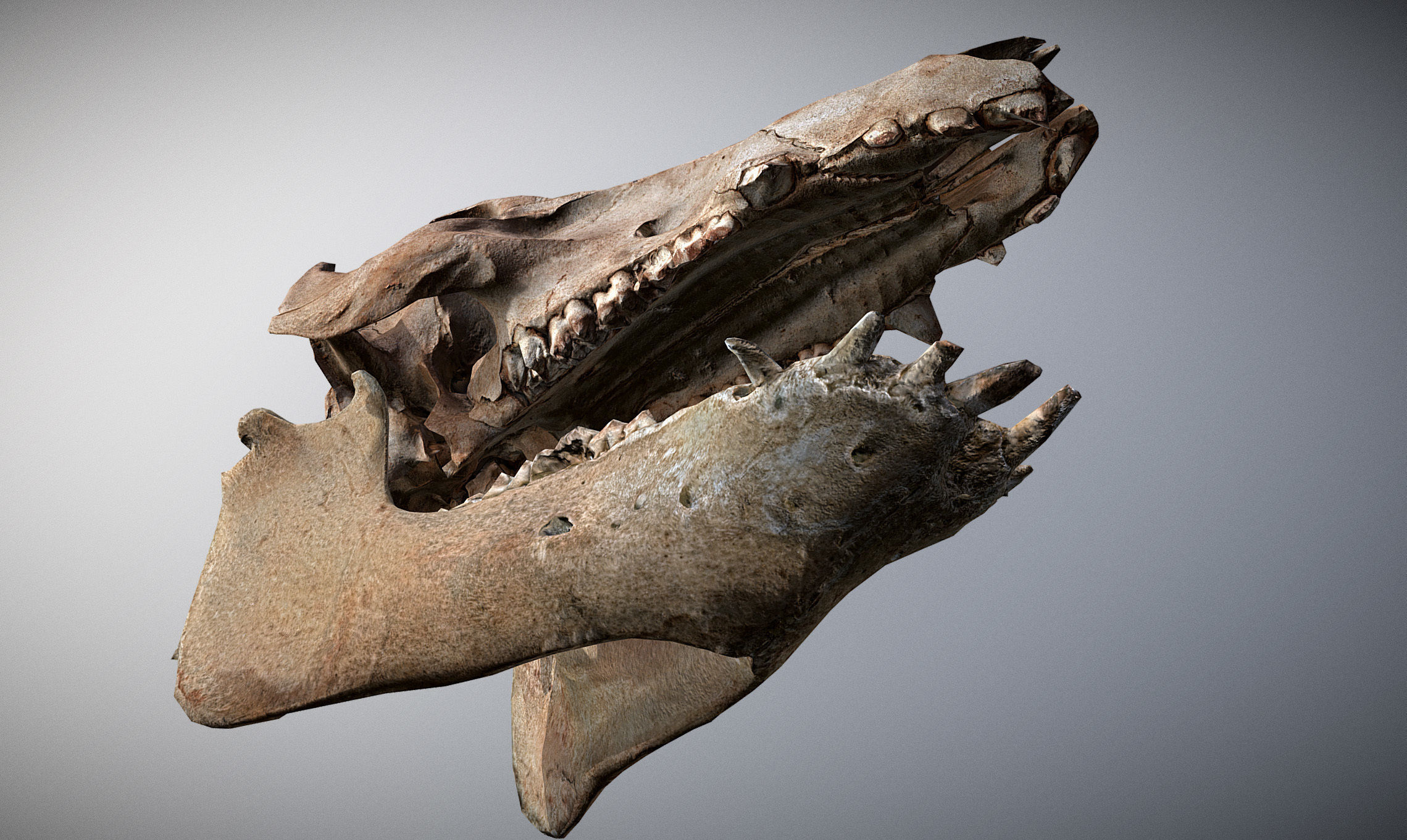 Photorealistic Wild Boar skull and a lower jaw Low-poly 3D model_6