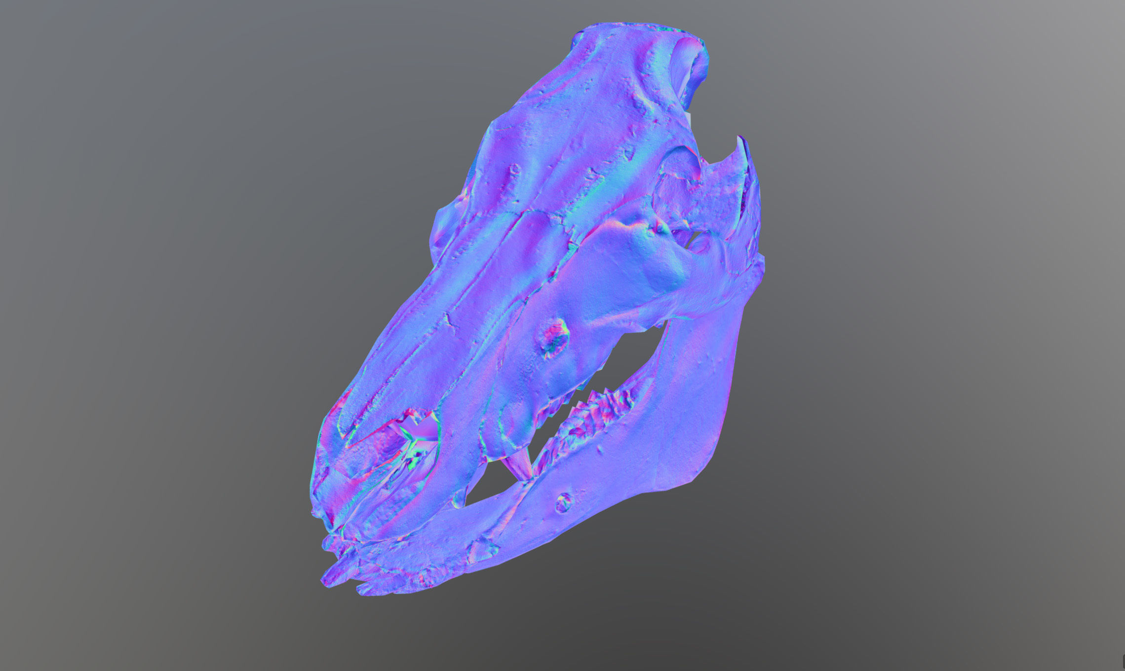 Photorealistic Wild Boar skull and a lower jaw Low-poly 3D model_65