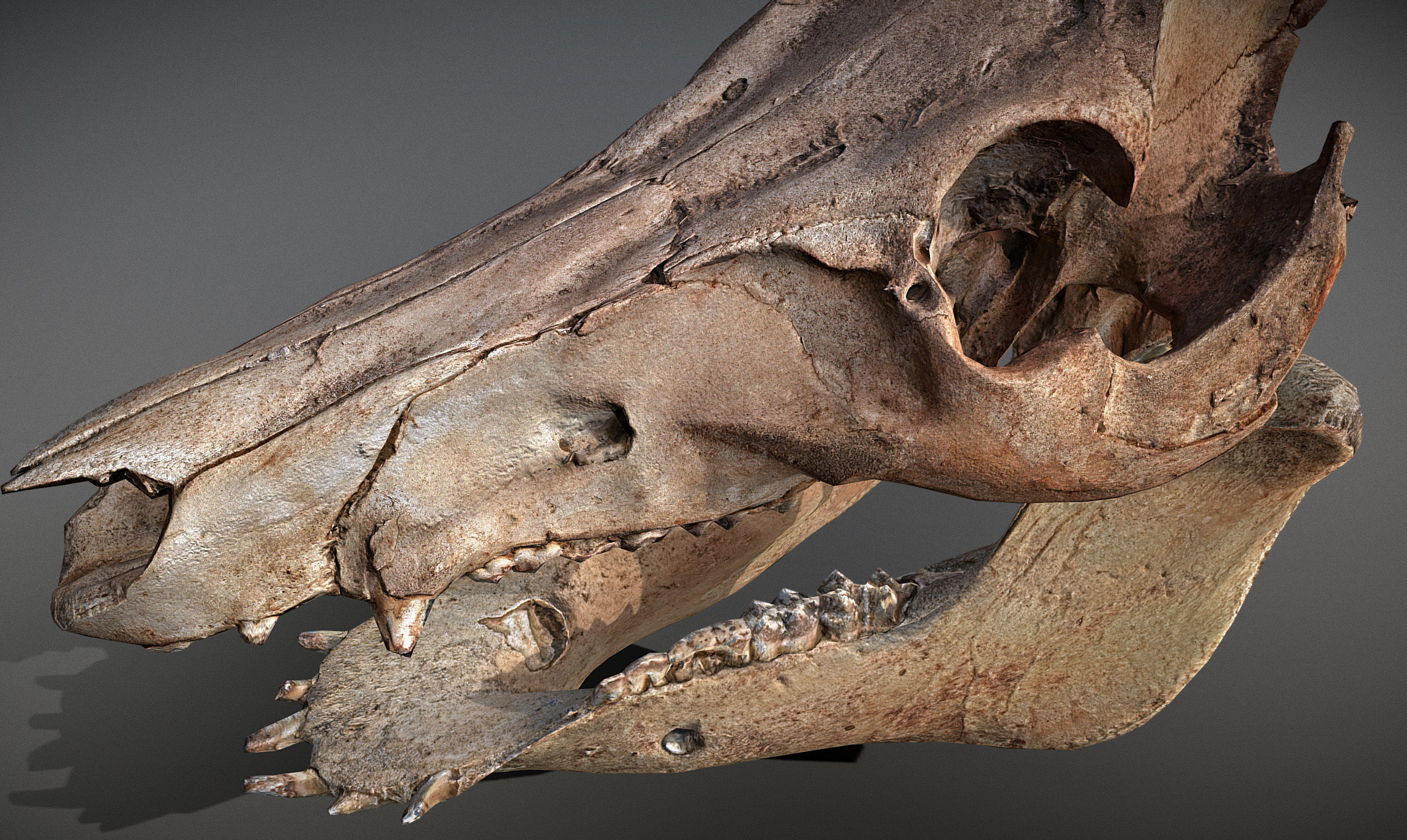 Photorealistic Wild Boar skull and a lower jaw Low-poly 3D model_14